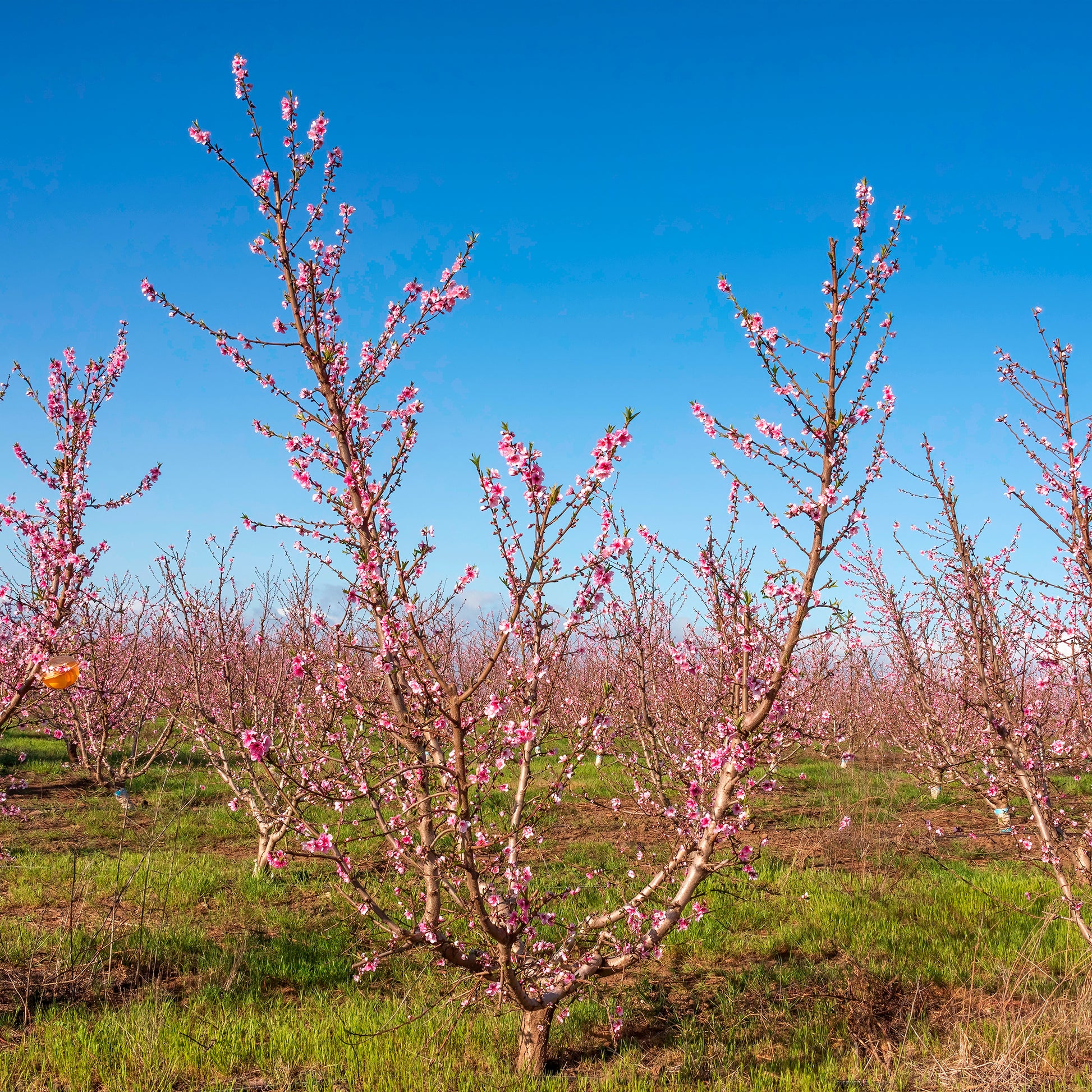 Nektarinenbäume - Nektarine Flavortop - Prunus persica nucipersica Flavor Top