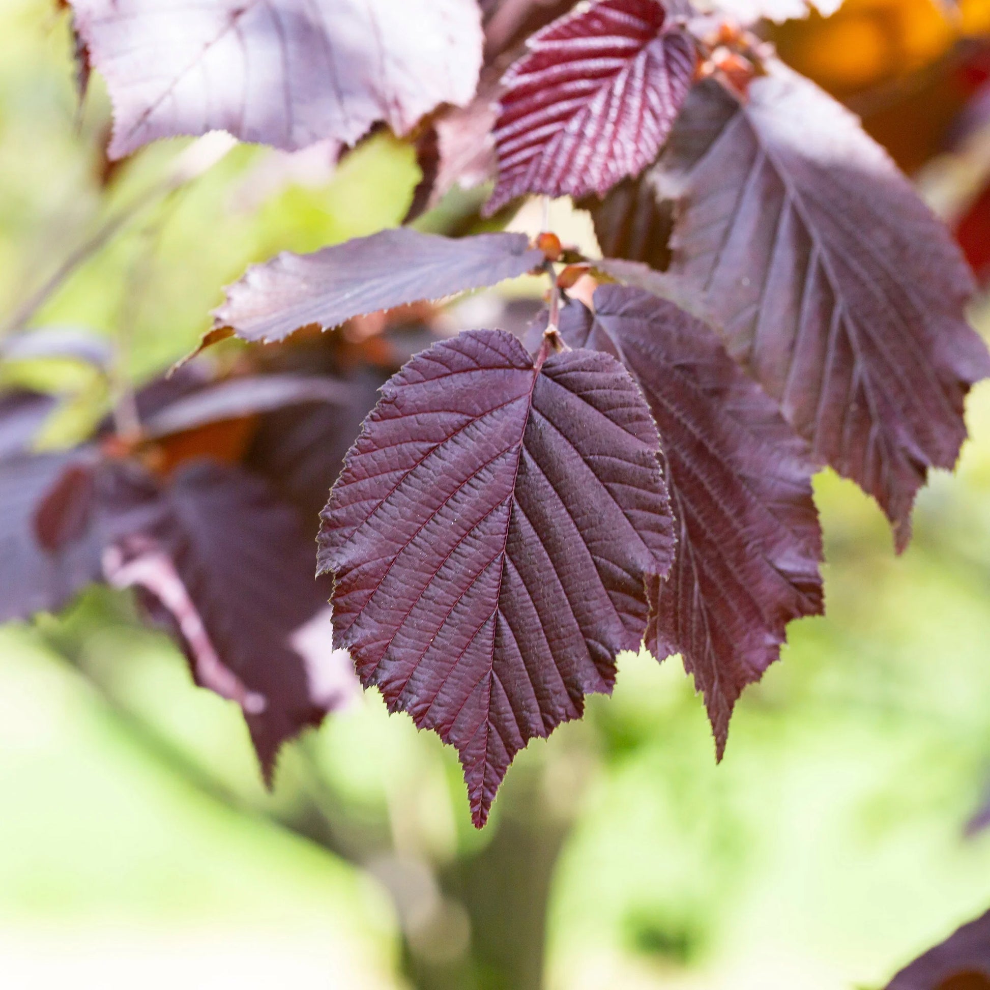 Haselnuss - Haselnuss Rotblättrige Zellernuss - Corylus maxima Rote Zellernuss