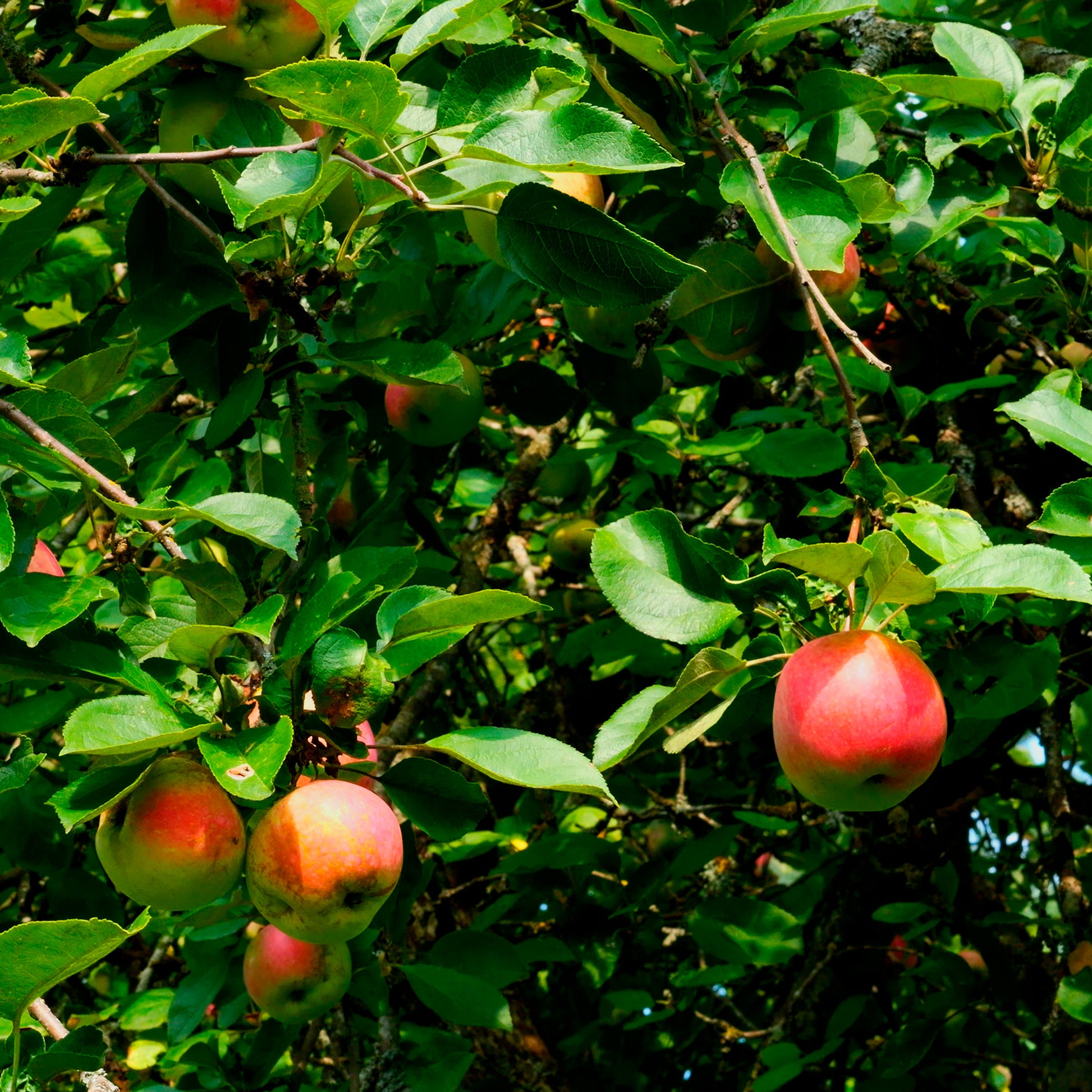 Apfel Braeburn - Malus domestica Braeburn - Bakker