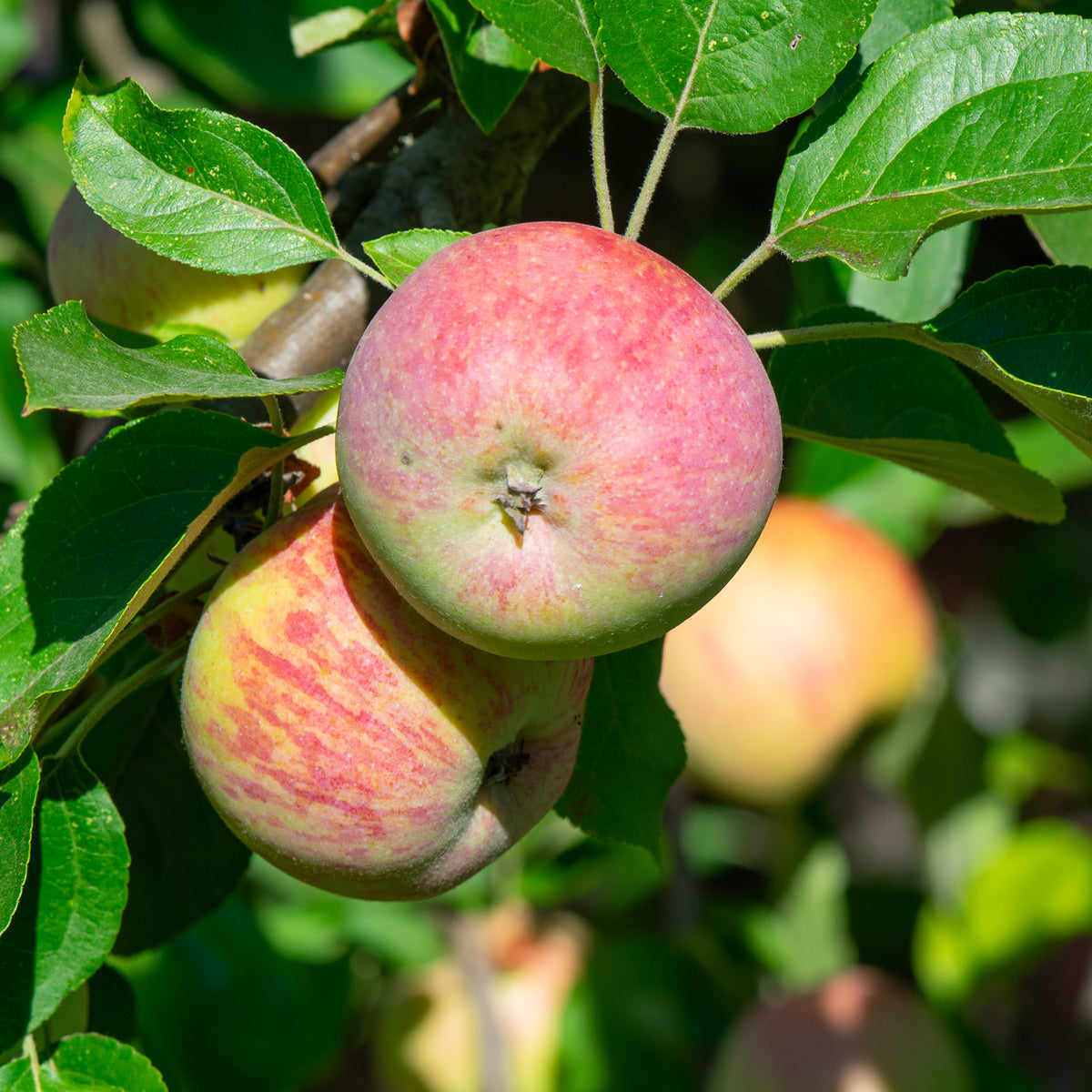 Apfel Gravensteiner - Malus domestica Gravenstein - Bakker