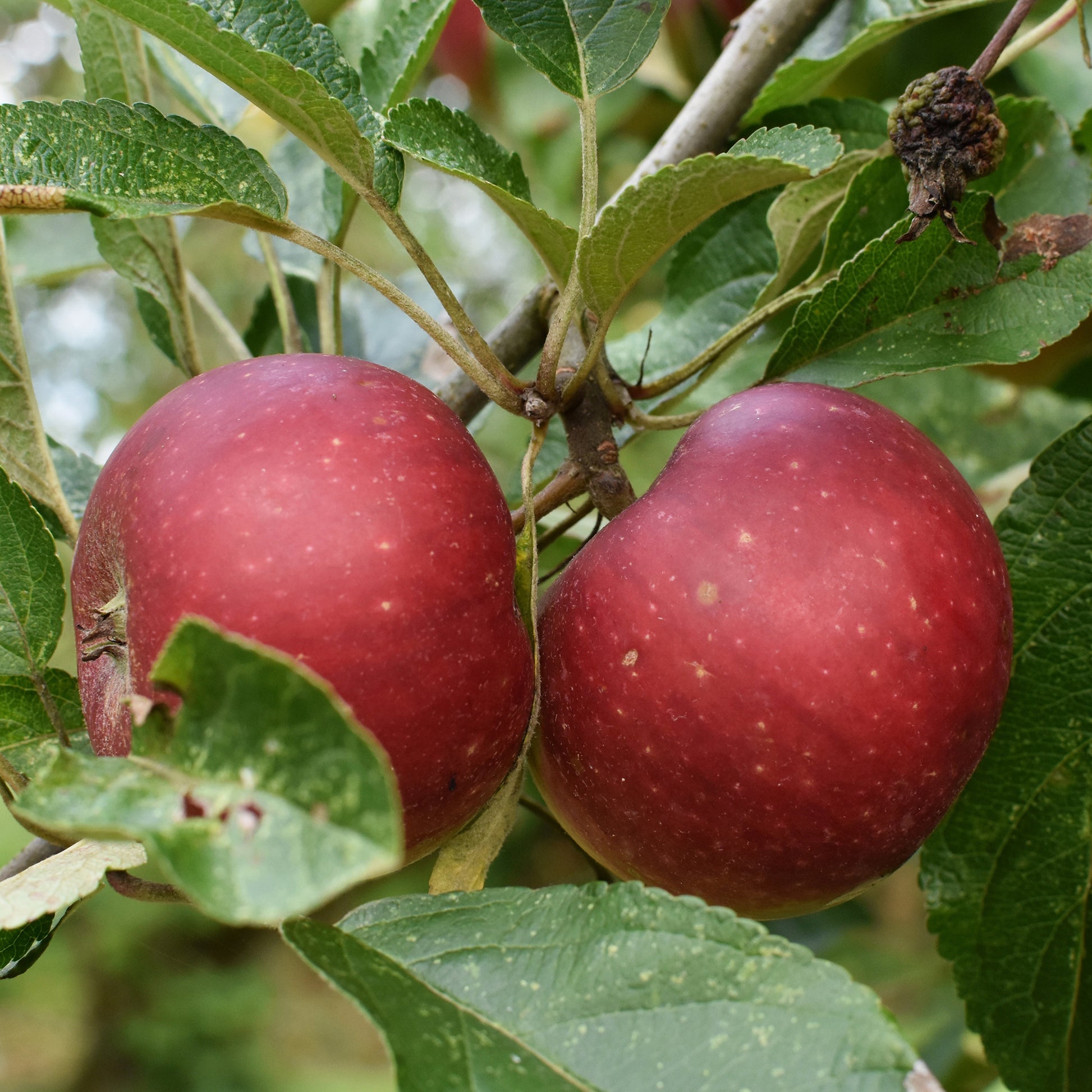 Apfel Ingrid Marie - Malus domestica Ingrid Marie - Bakker