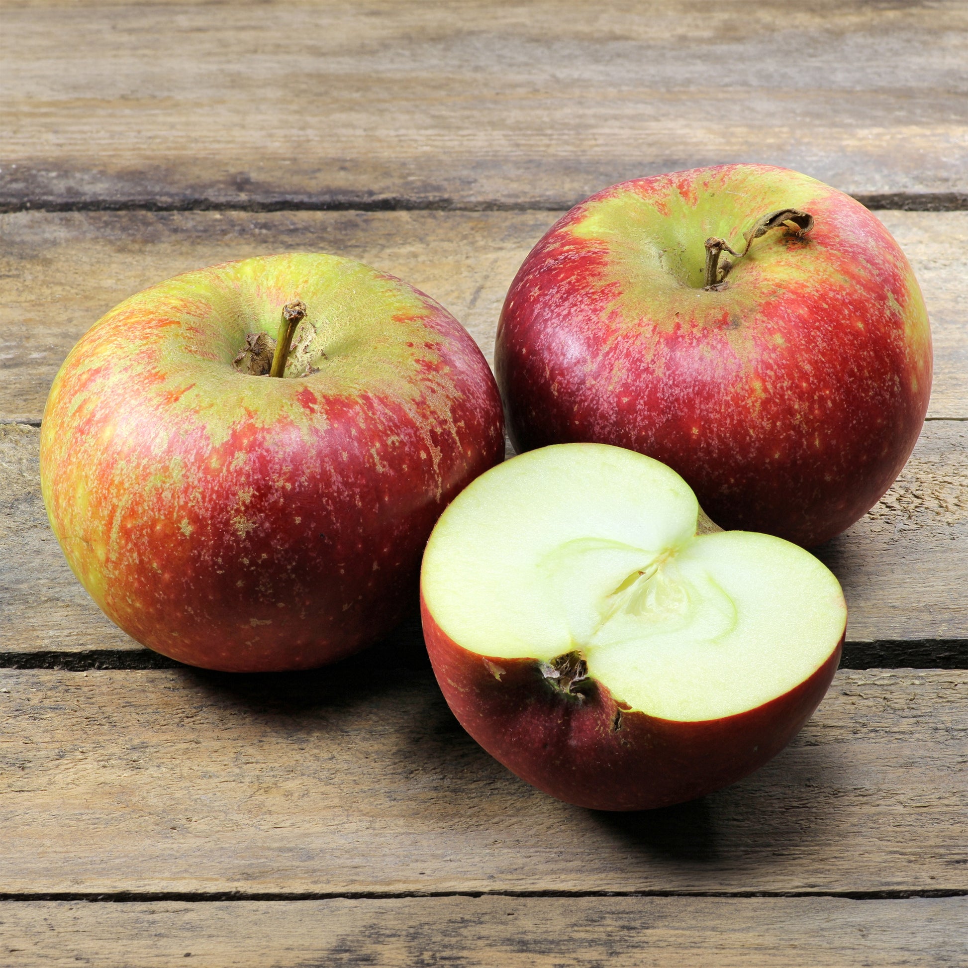 Malus domestica Ingrid Marie - Apfel Ingrid Marie - Apfelbäume