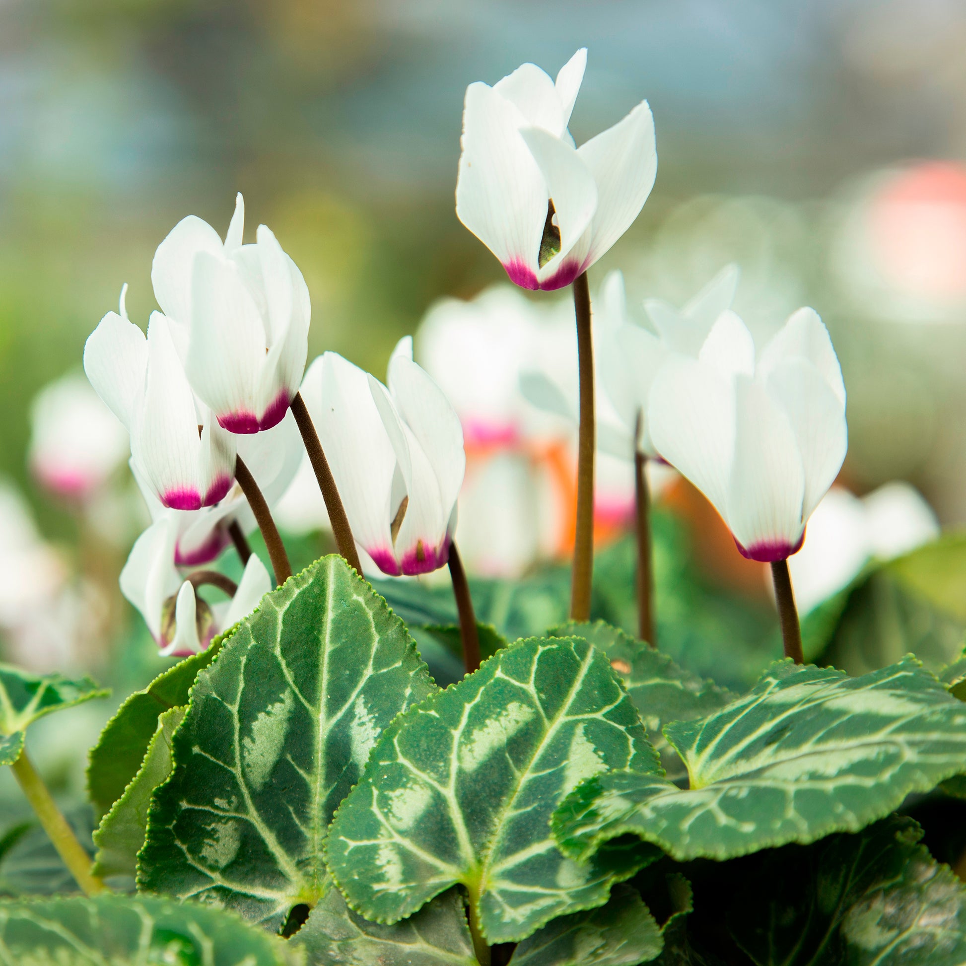 Cyclamen coum blanc - Cyclamen coum album - Bakker