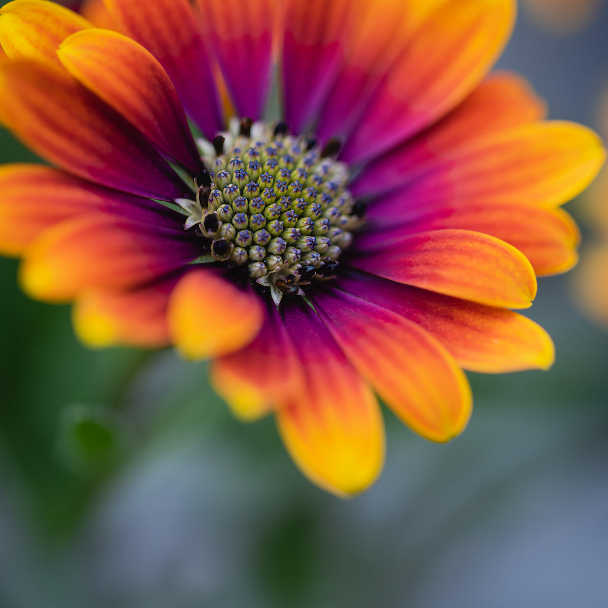 Blumen für Terrasse und Balkon - Osteospermum purple sun - Osteospermum Flower Power® Purple Sun