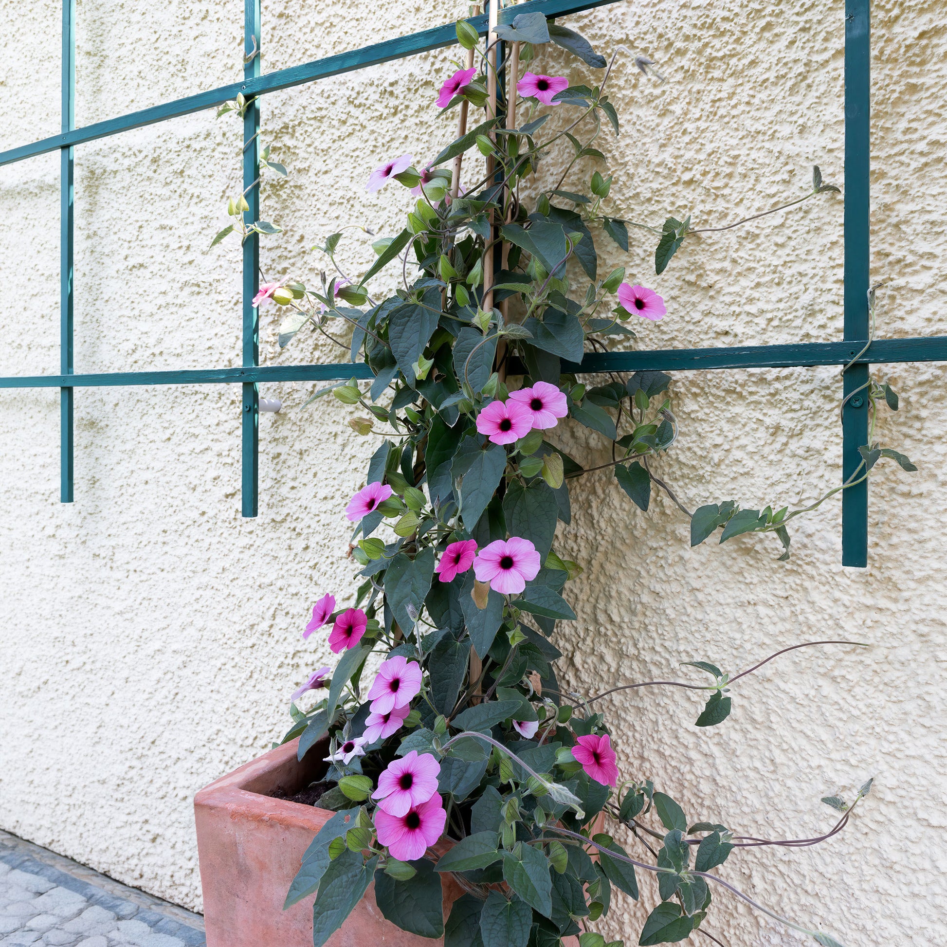 Thunbergia alata Sunny Suzy Rose Sensation - Bakker