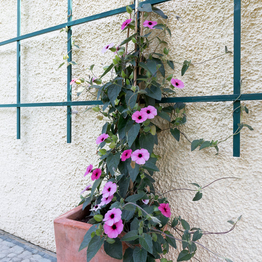 Thunbergia alata Sunny Suzy Rose Sensation - Bakker