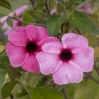Verkauf Thunbergia alata Sunny Suzy Rose Sensation