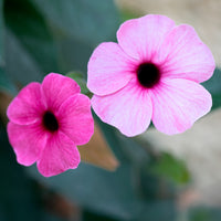 Thunbergia alata Sunny Suzy Rose Sensation - Thunbergia alata Sunny Susy® Rose Sensation - Bakker