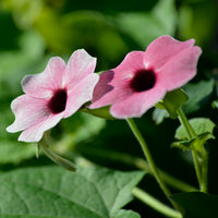 Verkauf Thunbergia alata Sunny Suzy Rose Sensation - Thunbergia alata Sunny Susy® Rose Sensation