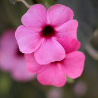 Blumen für Terrasse und Balkon - Thunbergia alata Sunny Suzy Rose Sensation - Thunbergia alata Sunny Susy® Rose Sensation