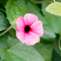 Thunbergia alata Sunny Susy® Rose Sensation - Thunbergia alata Sunny Suzy Rose Sensation - Blumen für Terrasse und Balkon