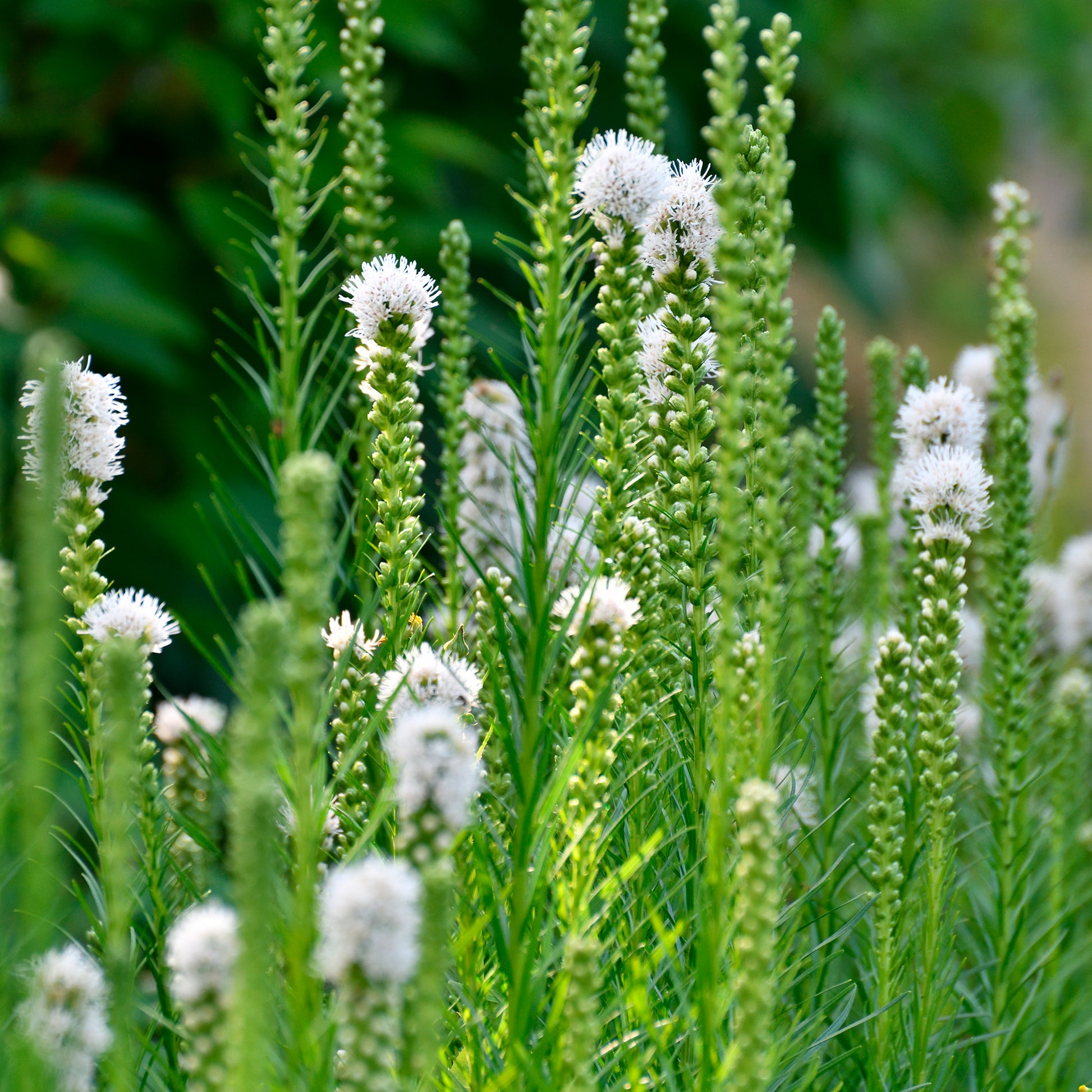 Verkauf Weißblühende Stauden - Gyspsophila, Liatris, Echinacea