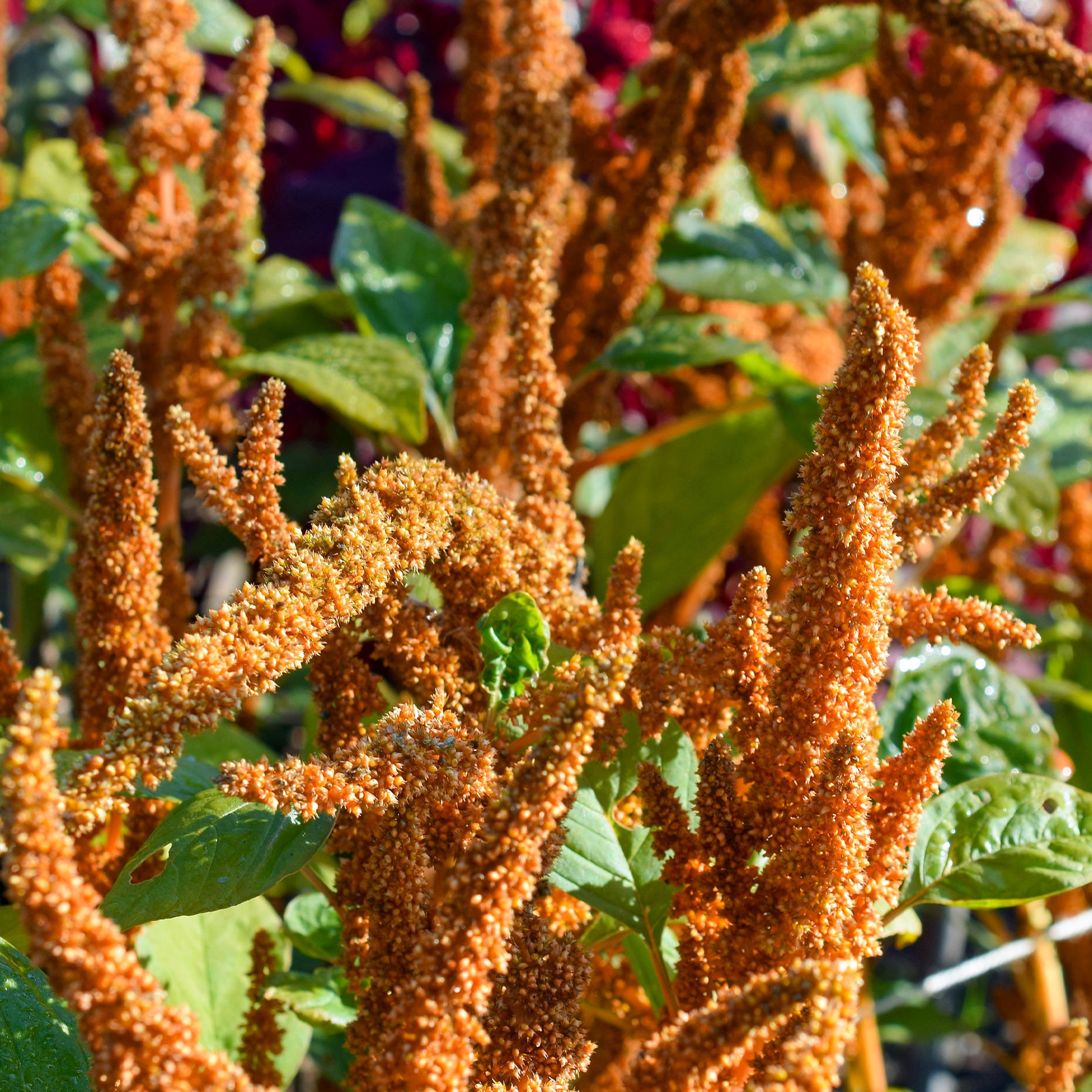 Amaranthus cruentus Hot Biscuits - Amarant Hot Biscuits - Samen für einjährige Blumen