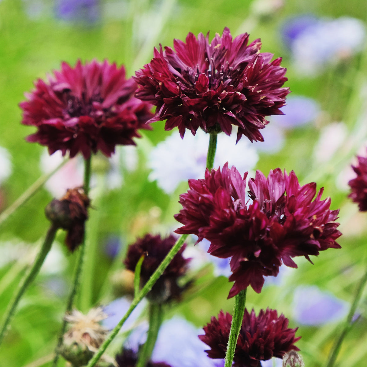 Kornblume Black Ball - Bakker