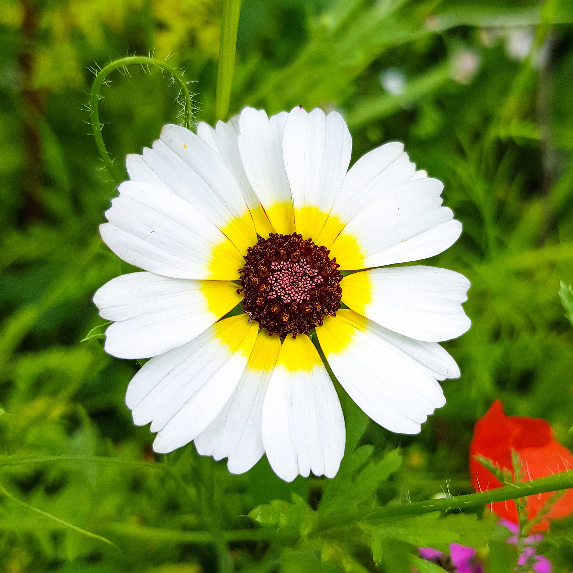 Bunte Margerite Polar Star - Bakker