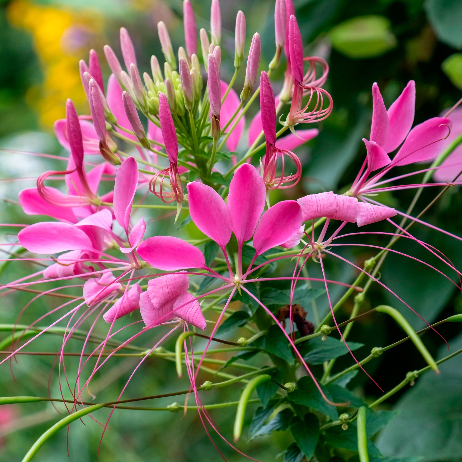 Spinnenblume Violet Queen - Cleome hassleriana Violet Queen - Bakker
