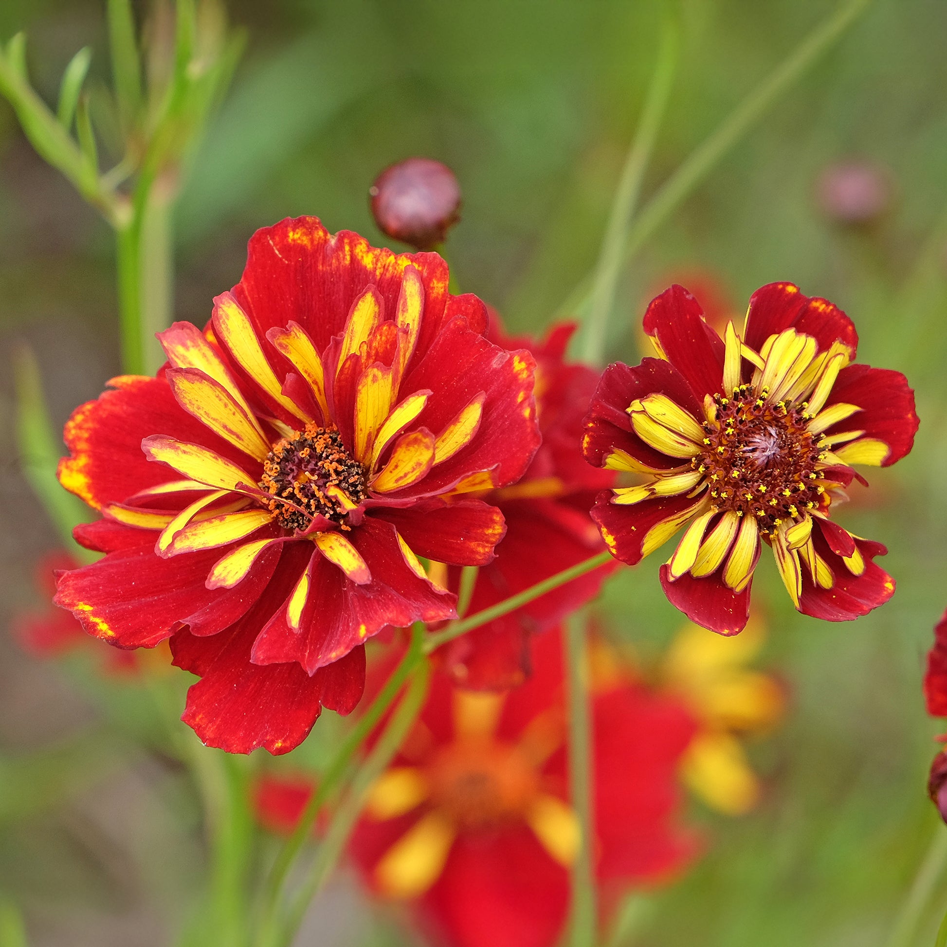 Mädchenauge Roulette - Coreopsis tinctoria Roulette - Bakker
