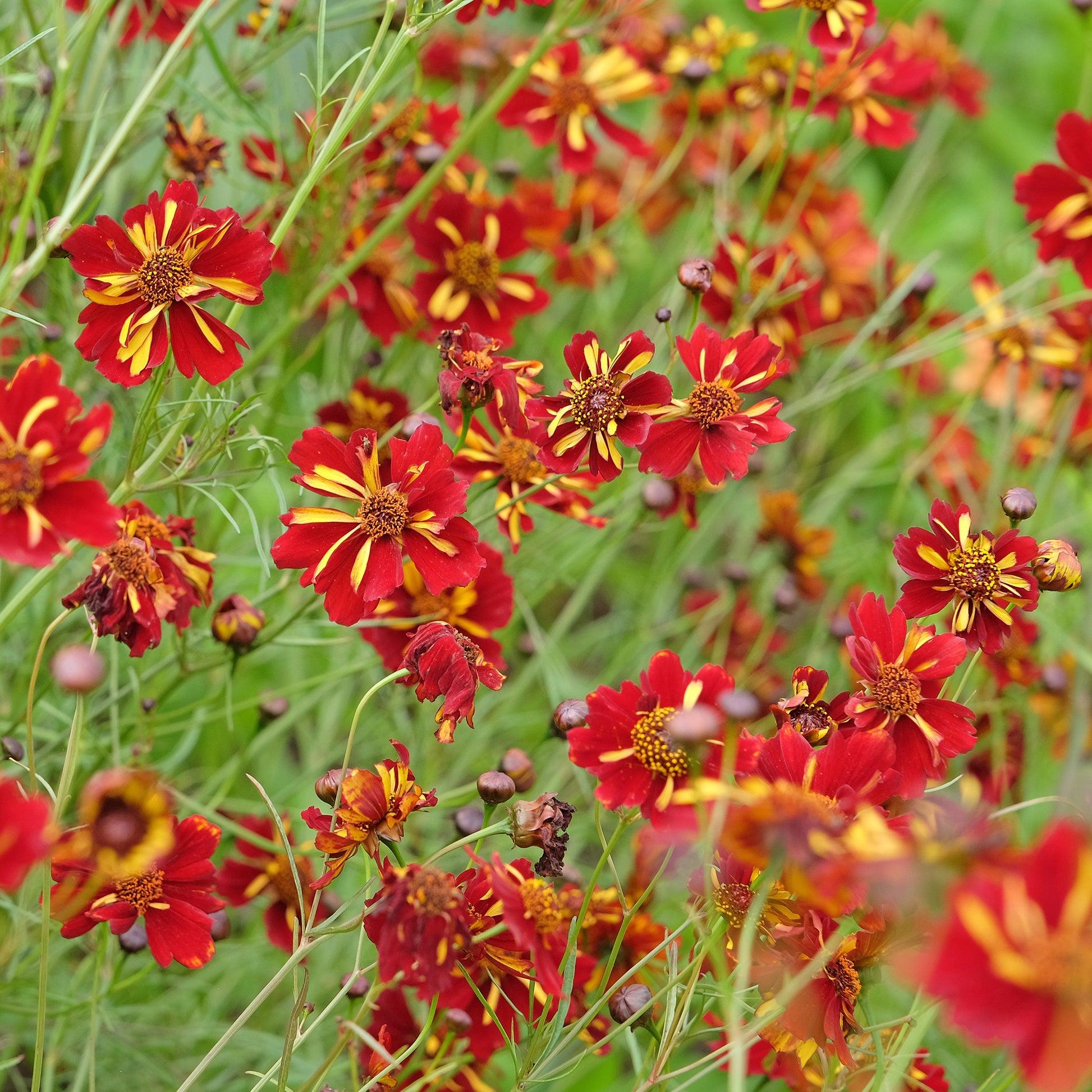 Coreopsis tinctoria Roulette - Mädchenauge Roulette - Blumensamen