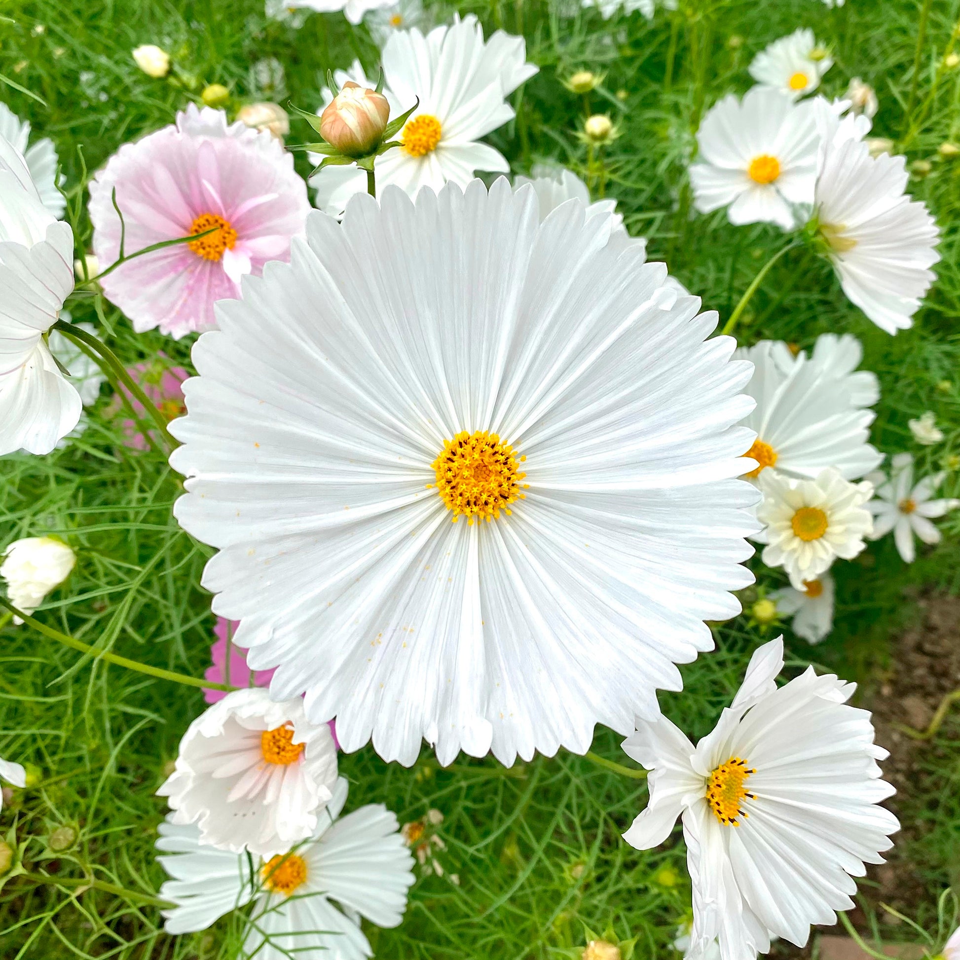 Schmuckkörbchen Cupcakes White - Cosmos bipinnatus Cupcakes White - Bakker