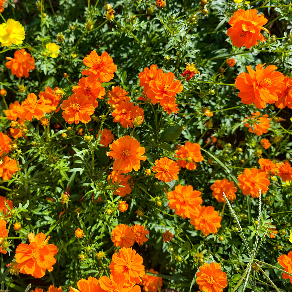 Schwefel-Cosmea Brightlights - Bakker