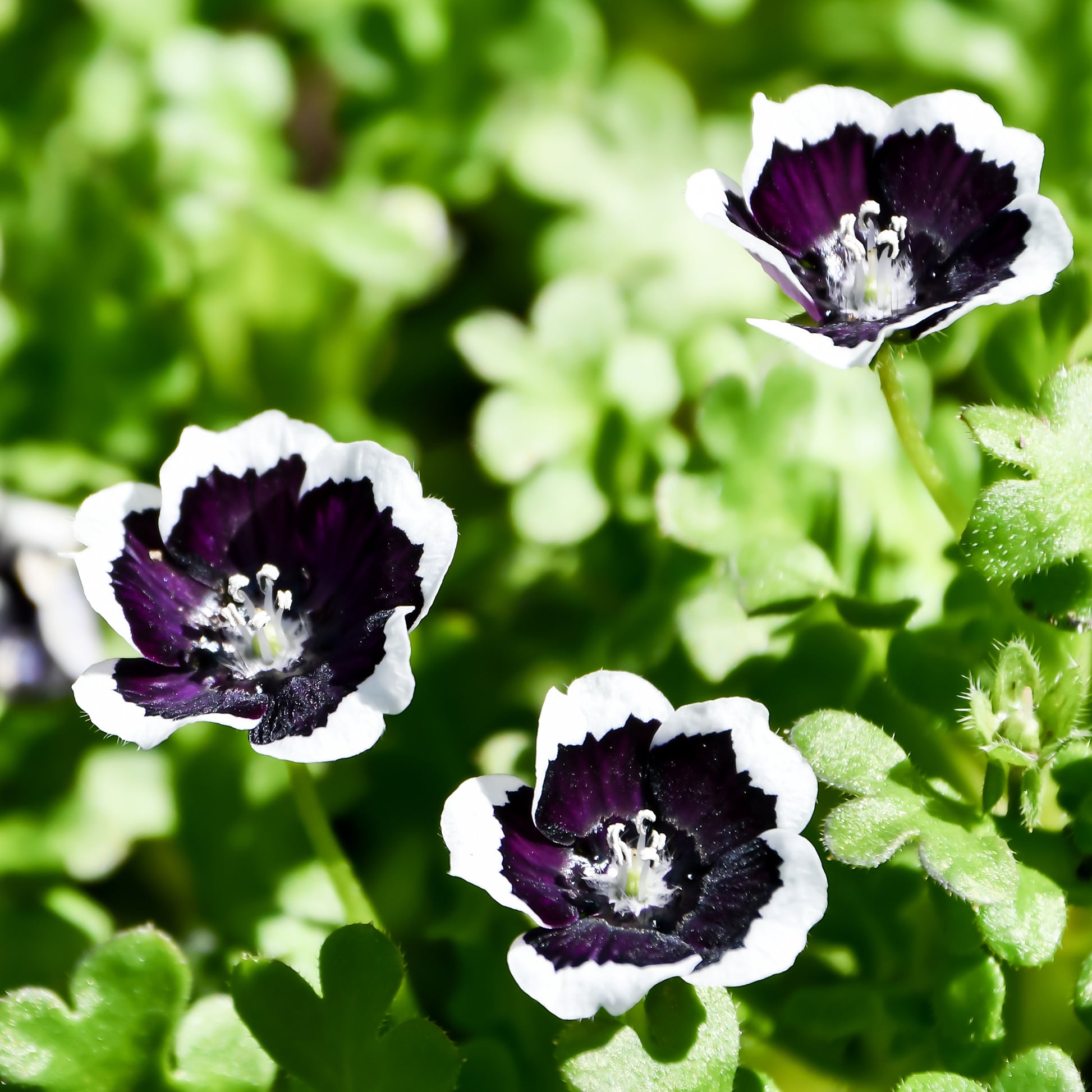 Hainblume Penny Black - Nemophila menziesii Penny Black - Bakker