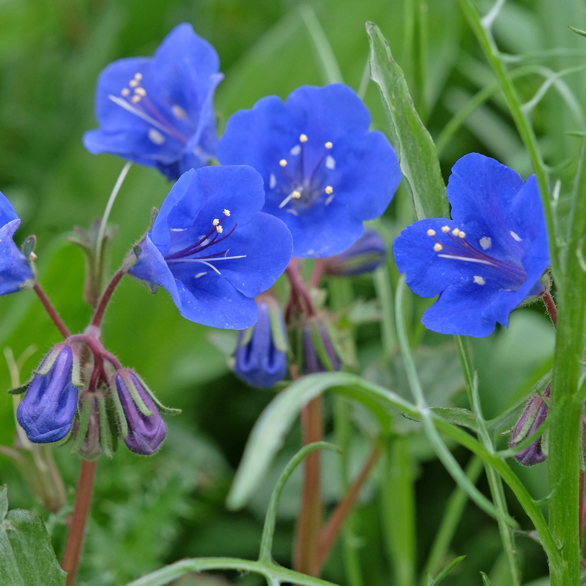 Glocken-Phazelie Blue Bell - Bakker