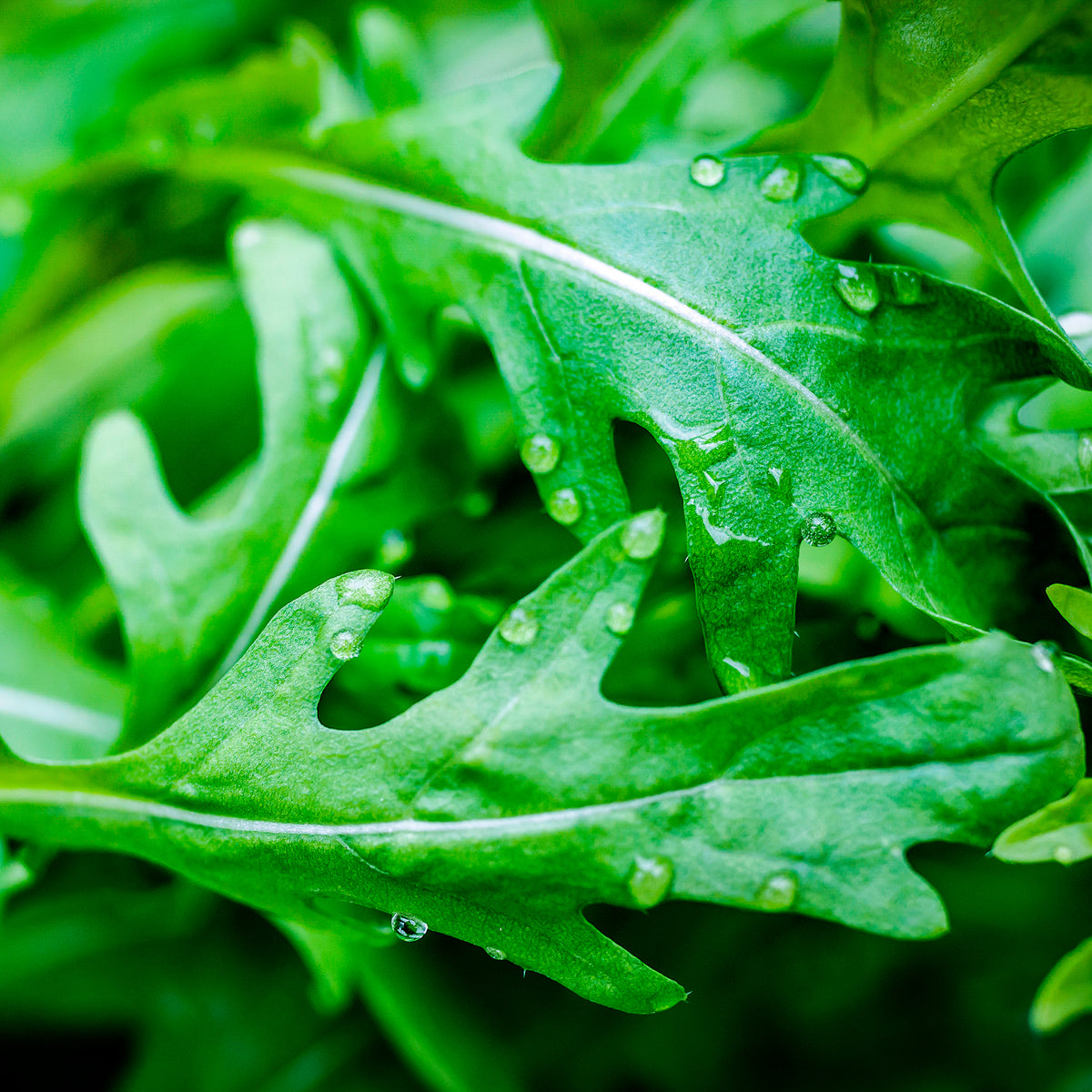 Rucola Wildfire - Bakker