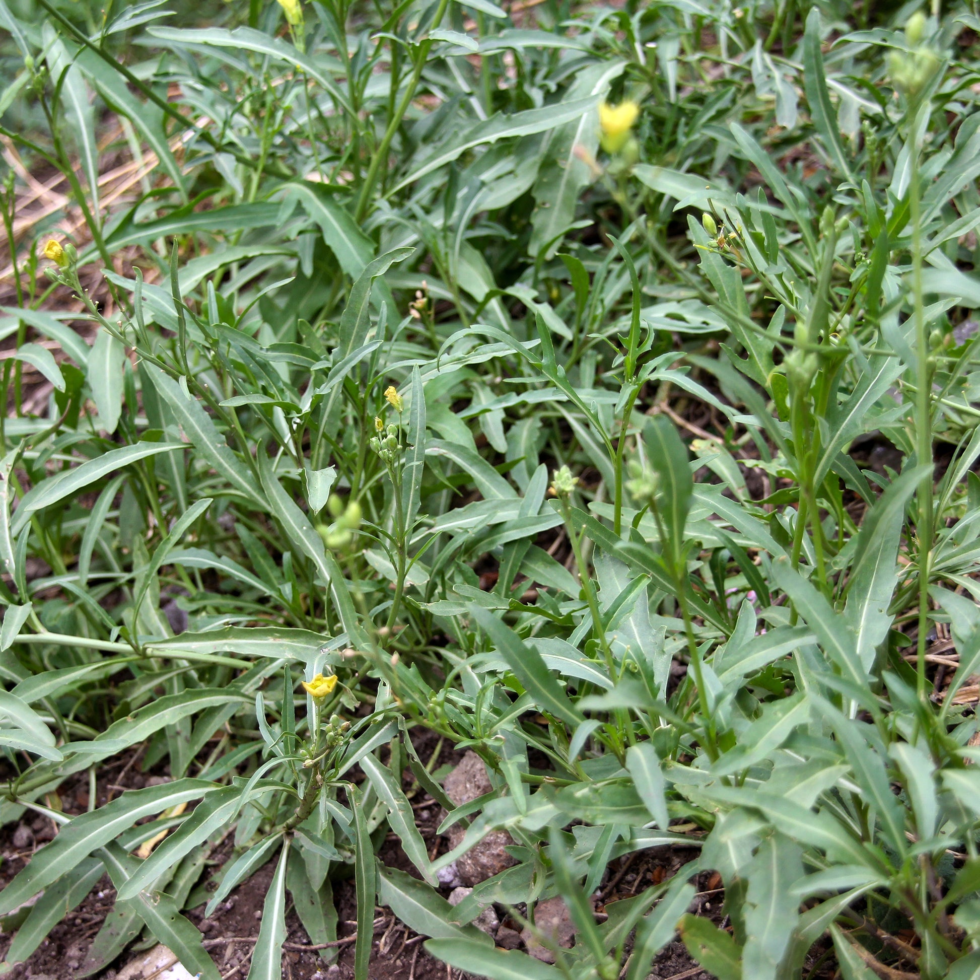 Rucola Wildfire - Diplotaxis tenuifolia Wildfire - Bakker