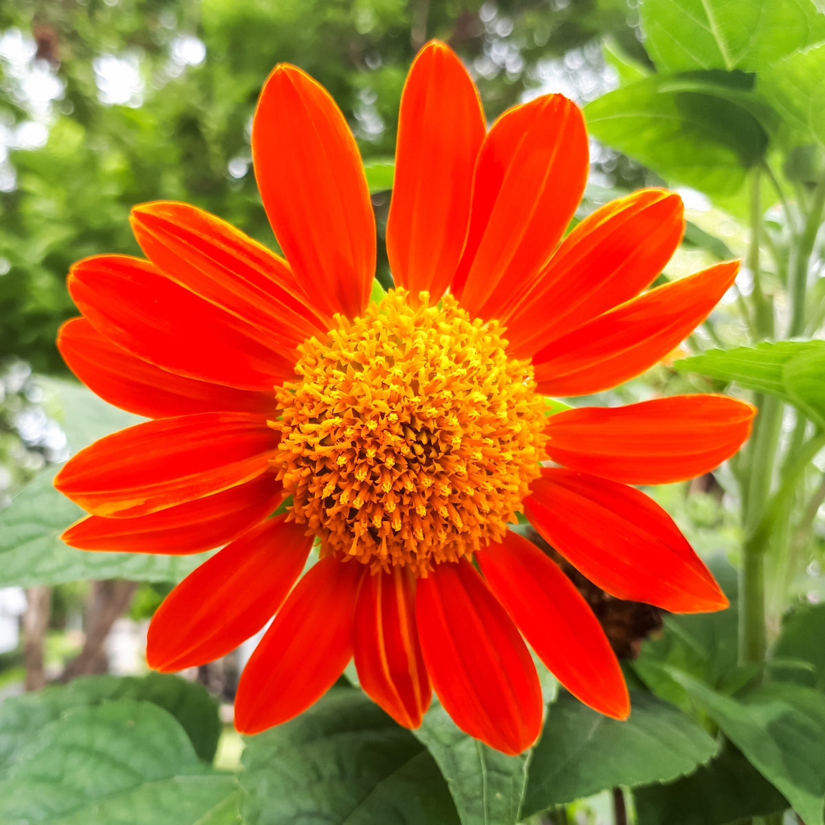 Mexikanische Sonnenblume Torch - Bakker
