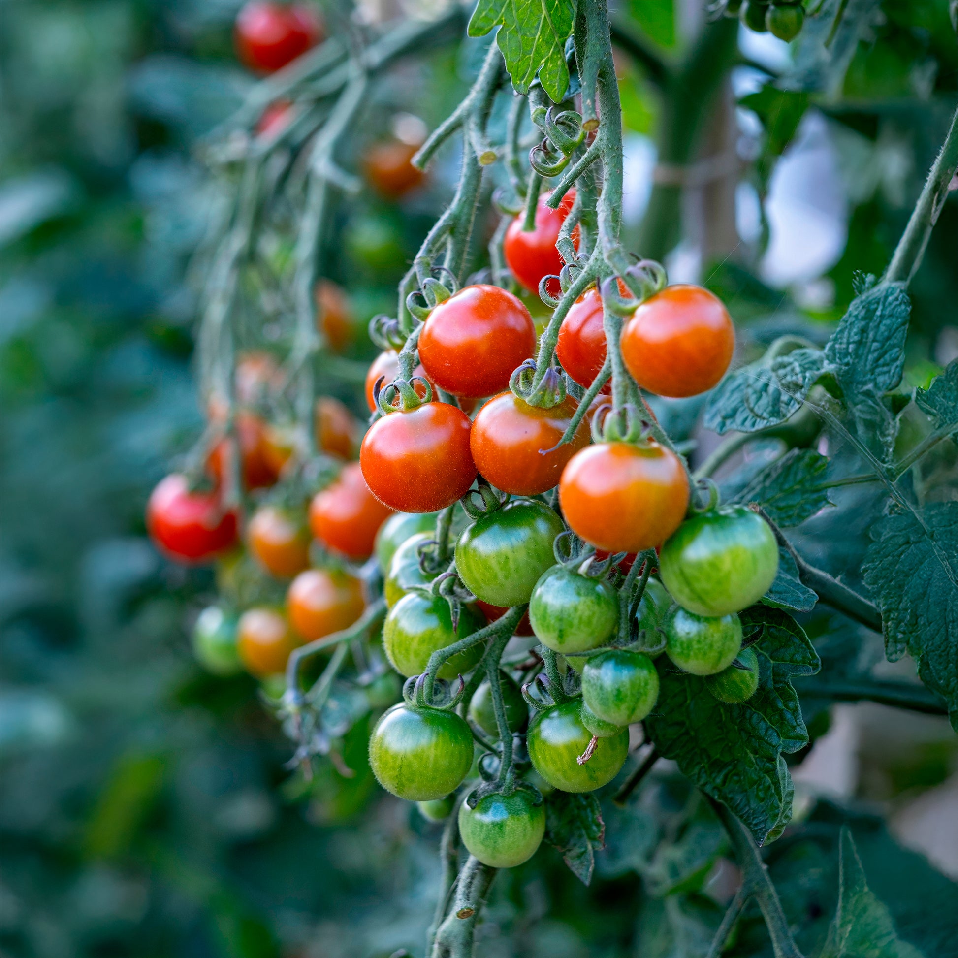 Tomate Gardeners Delight - Bakker