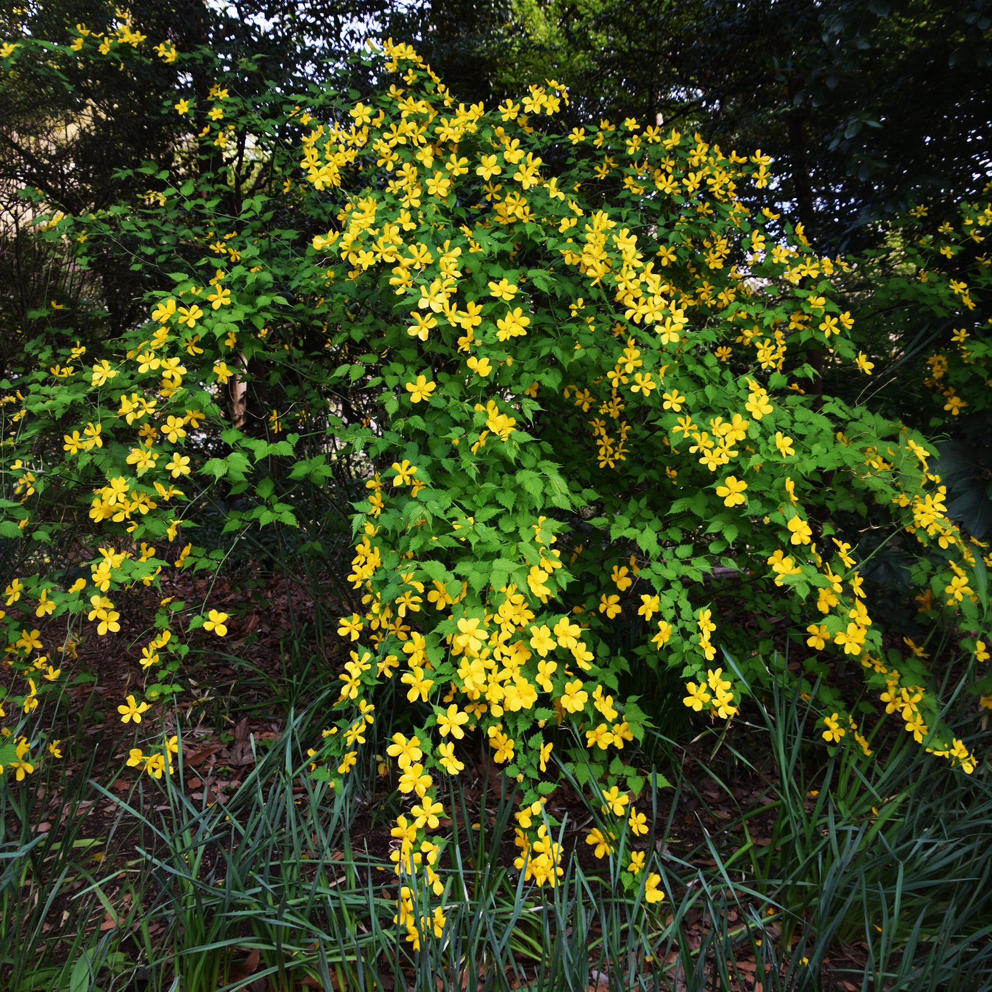 Verkauf Ranunkelstrauch Golden Guinea - Kerria japonica Golden Guinea