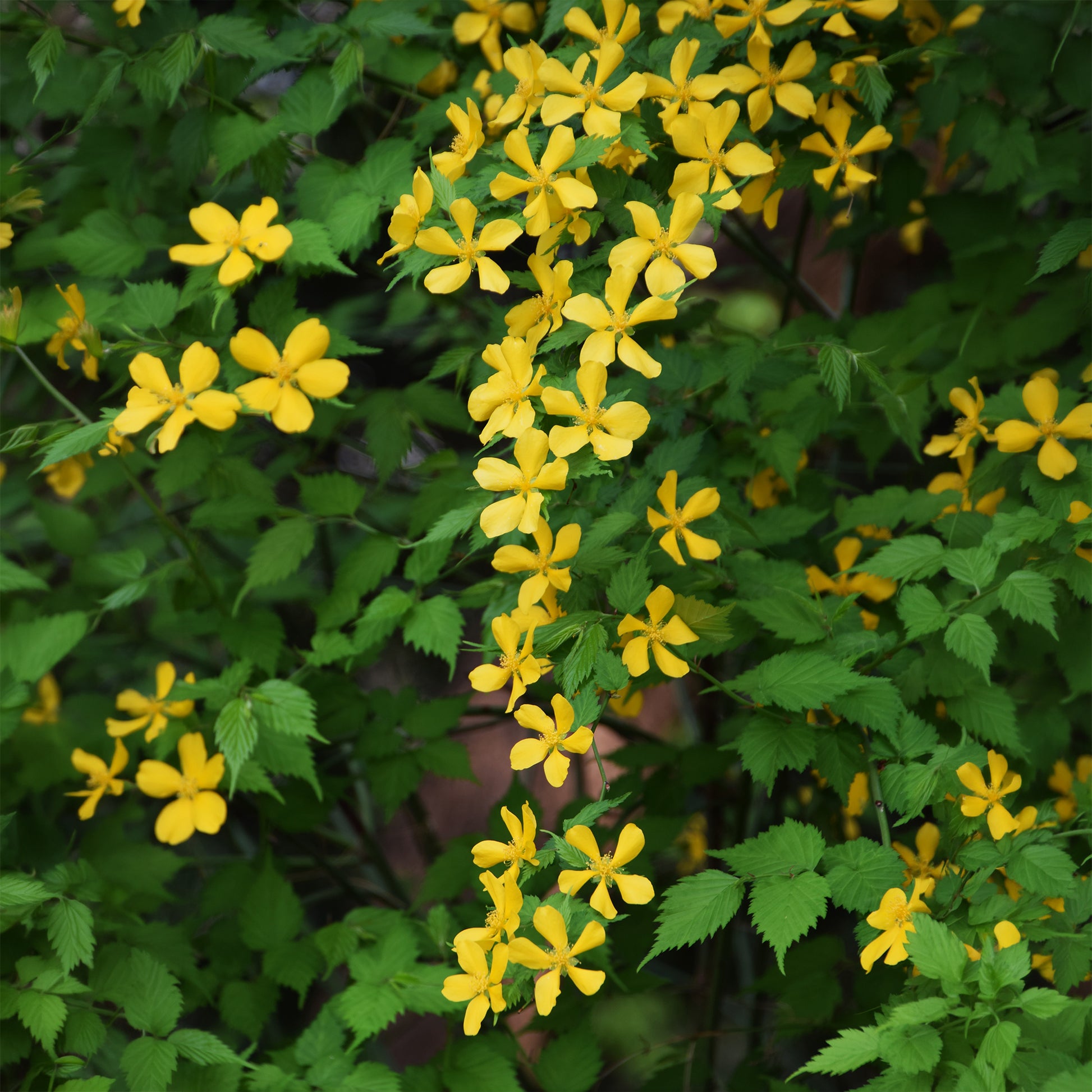 Ranunkelstrauch Golden Guinea - Kerria japonica Golden Guinea - Bakker