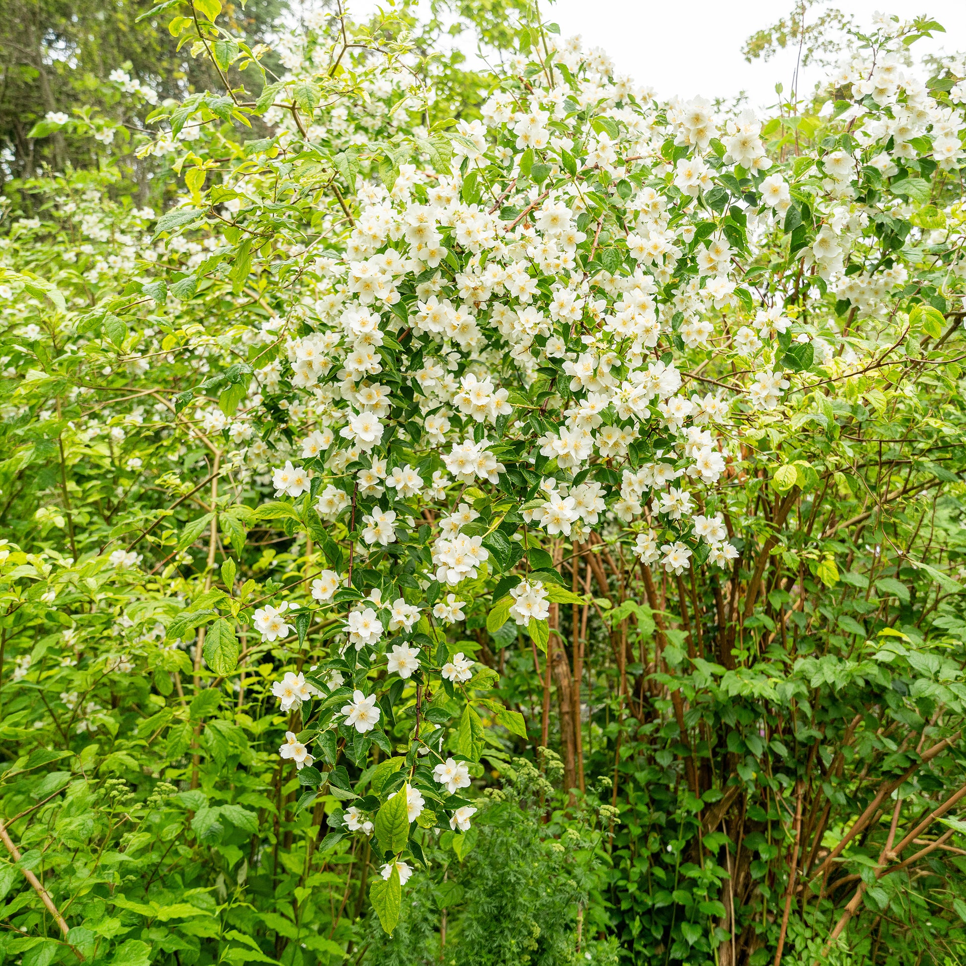 Philadelphus coronarius - Pfeifenstrauch - Blühende Sträucher