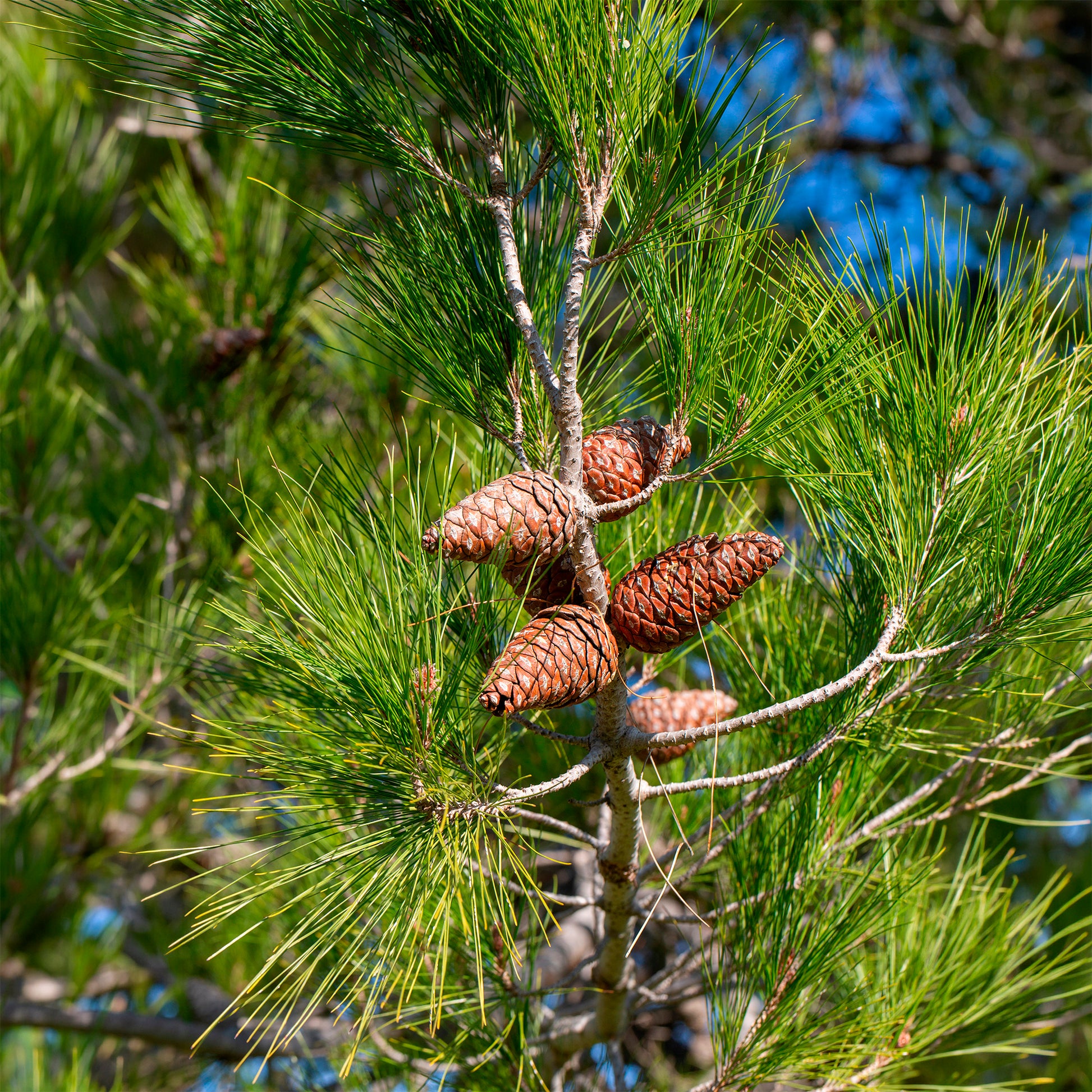 Pinus halepensis - Aleppo-Kiefer - Kiefer