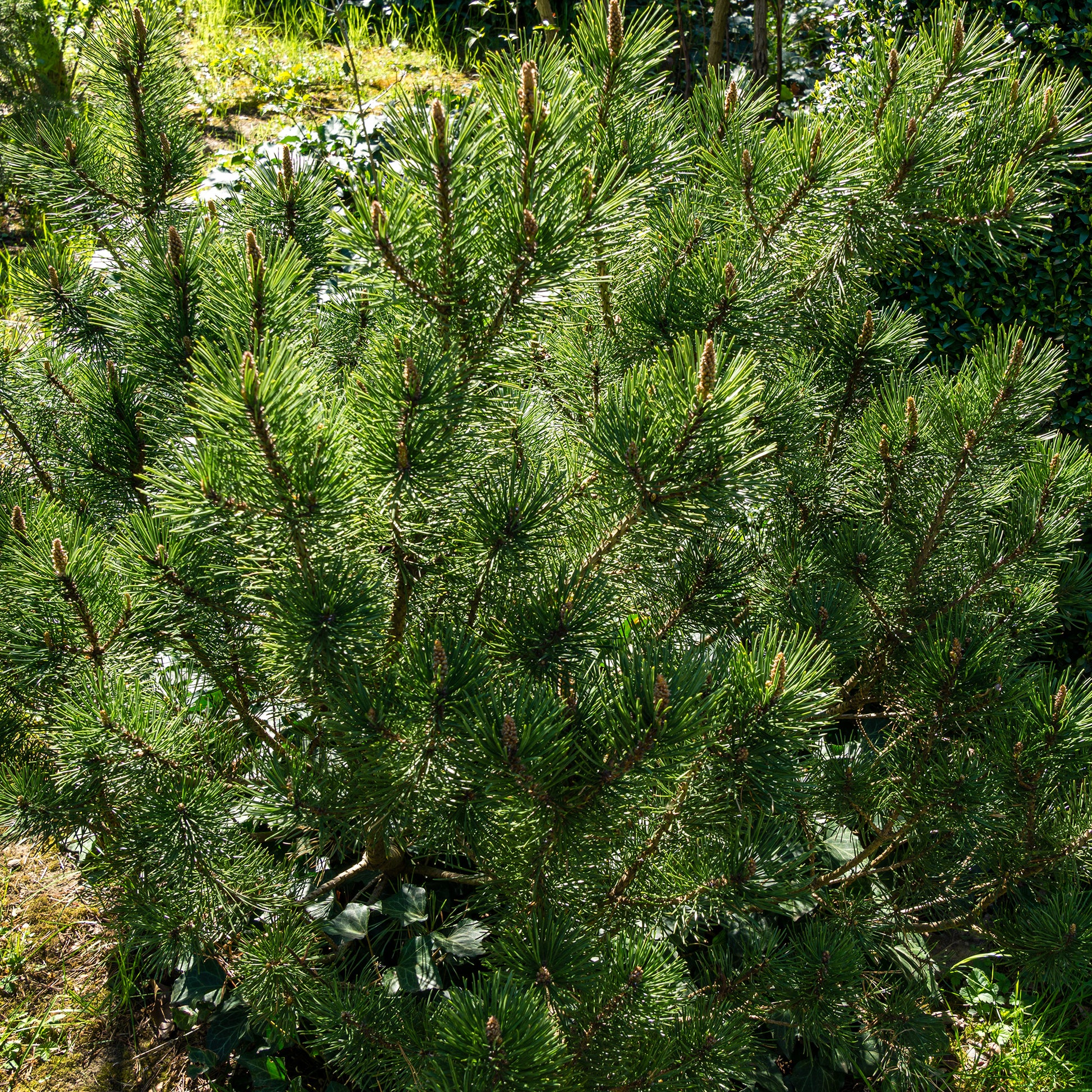 Pinus mugo Pumilio - Bergkiefer Pumilio - Kiefer