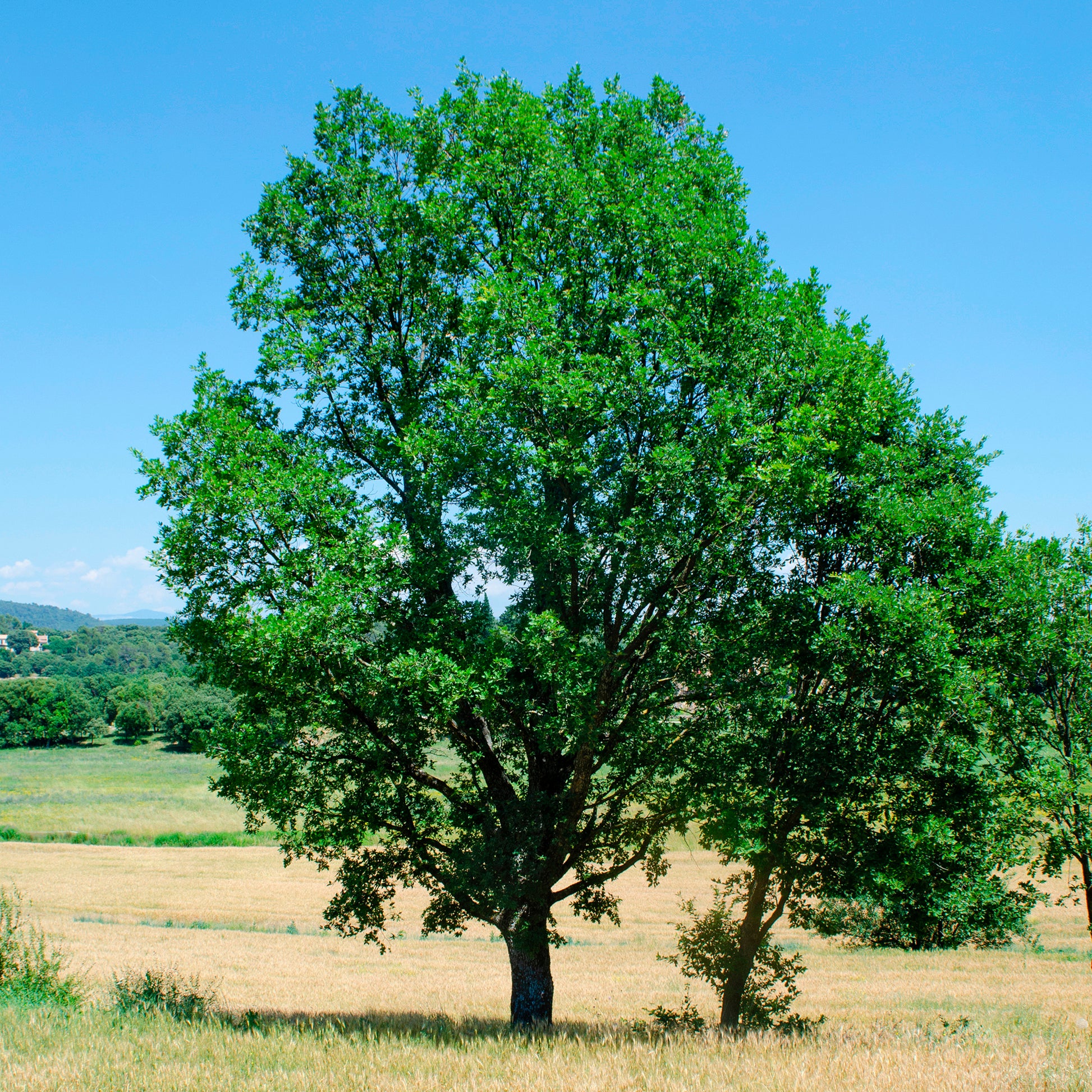 Flaumeiche - Quercus pubescens - Bakker