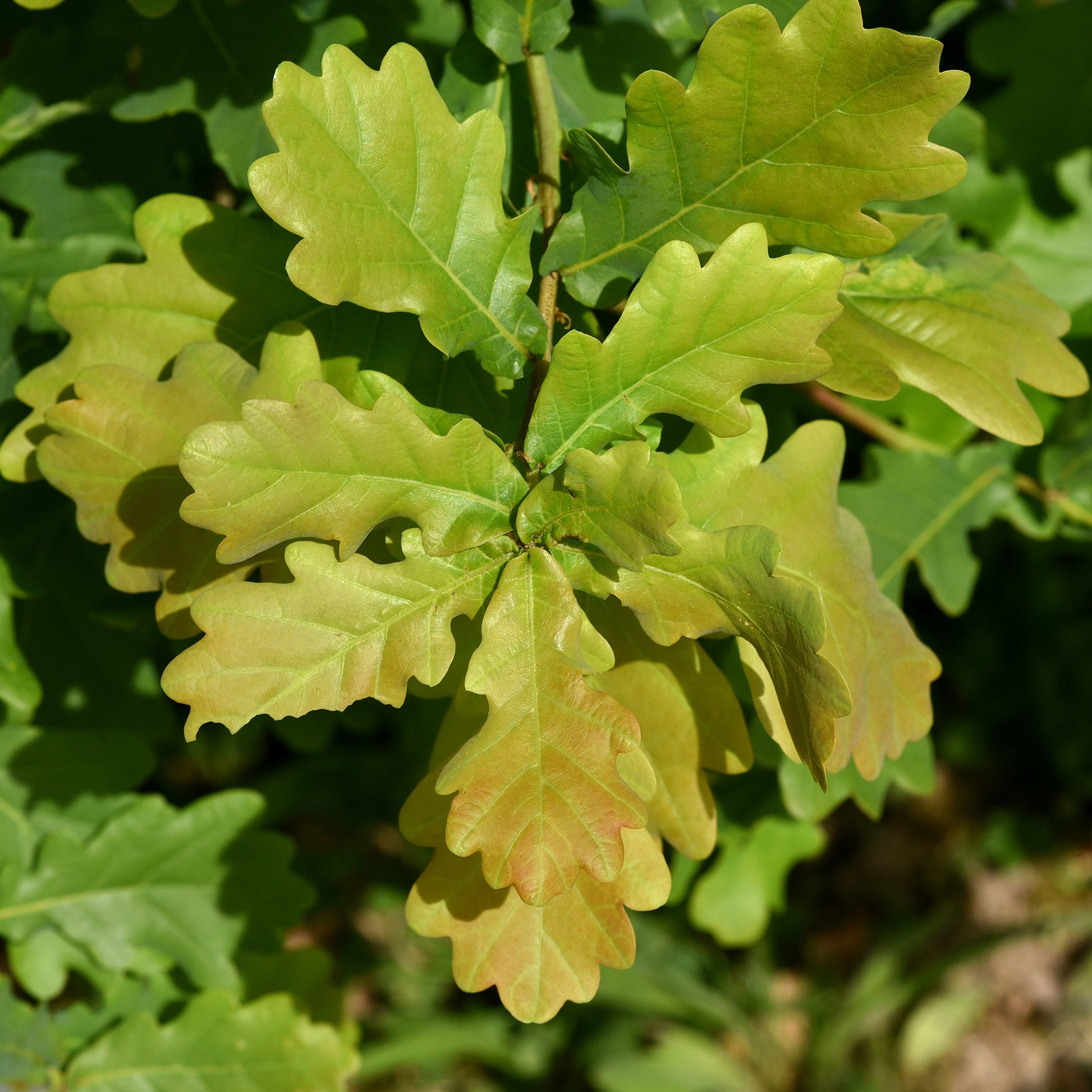 Stieleiche - Quercus robur - Bakker