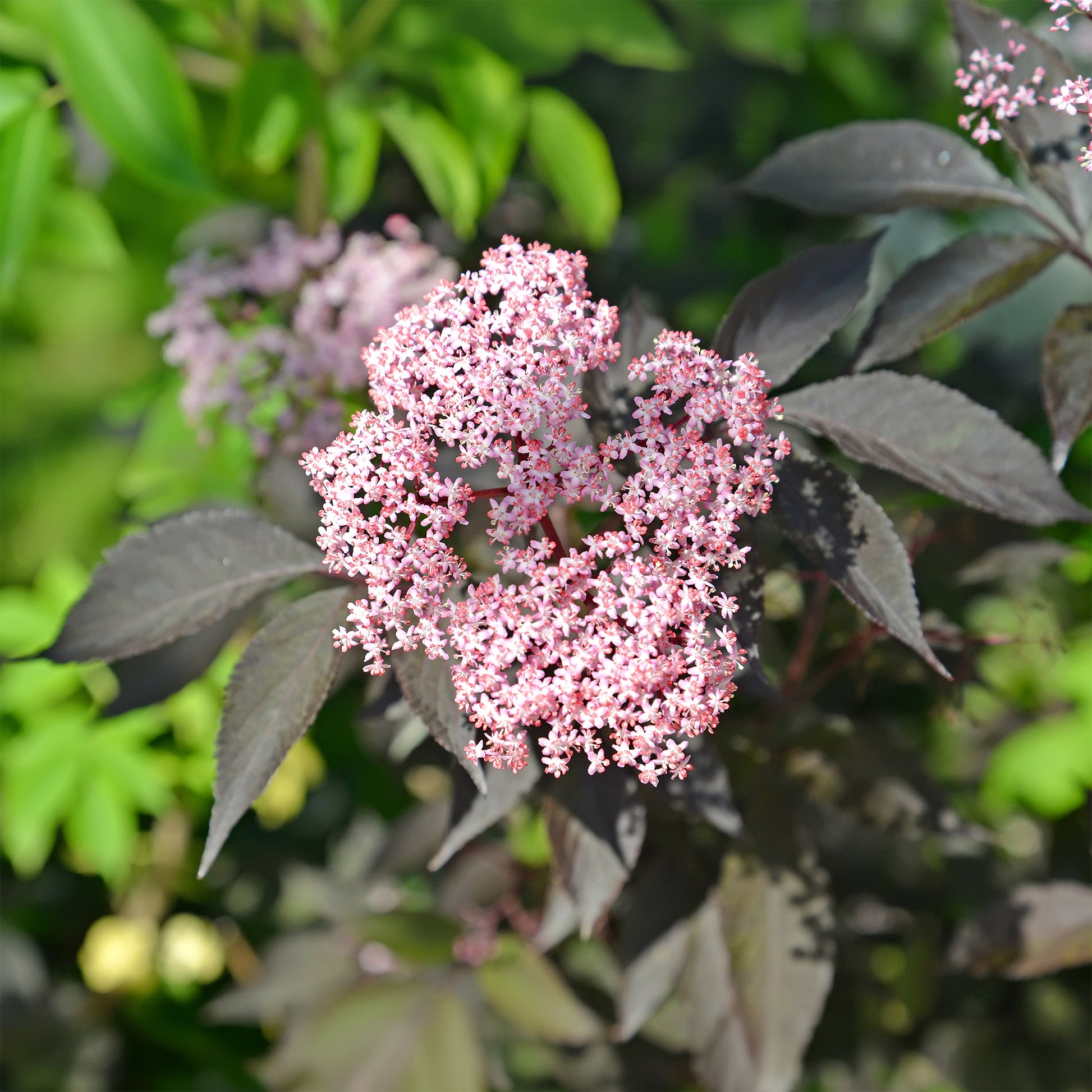Sambucus nigra Black Beauty - Schwarzer Holunder Black Beauty - Sträucher