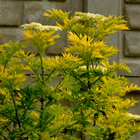 Schwarzer Holunder Golden Tower - Bakker