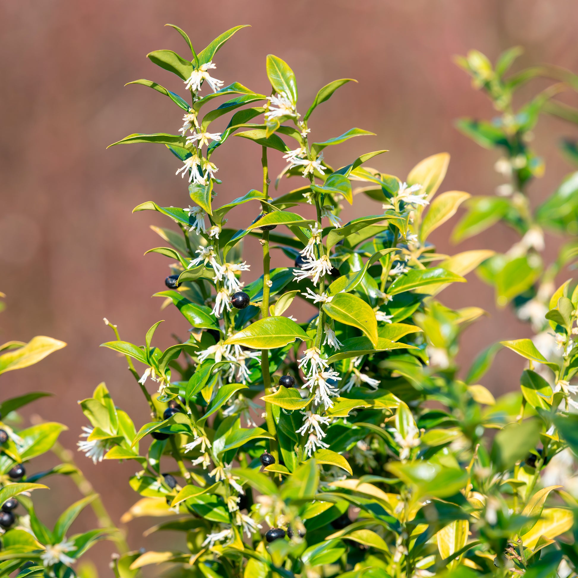 Fleischbeere - Sarcococca confusa - Bakker