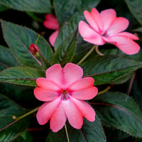 Neu-Guinea-Impatiens - Bakker
