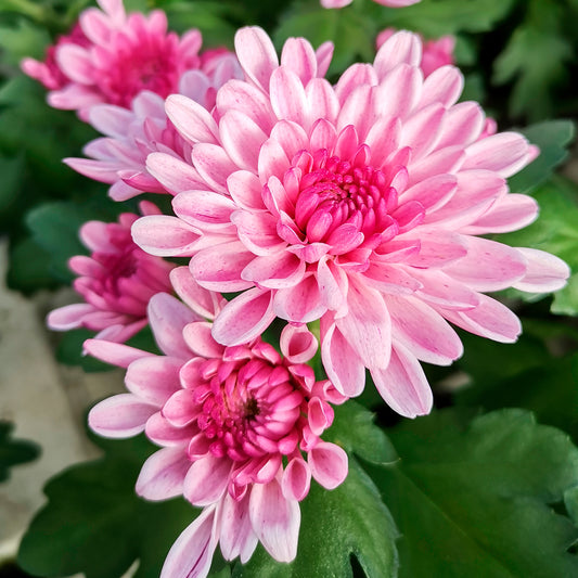 Chrysantheme Rosa - Bakker