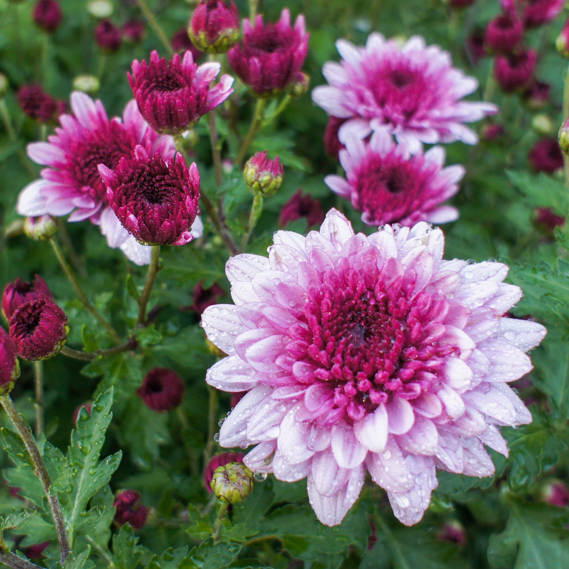 Chrysantheme Rosa - Chrysanthemum indicum - Bakker