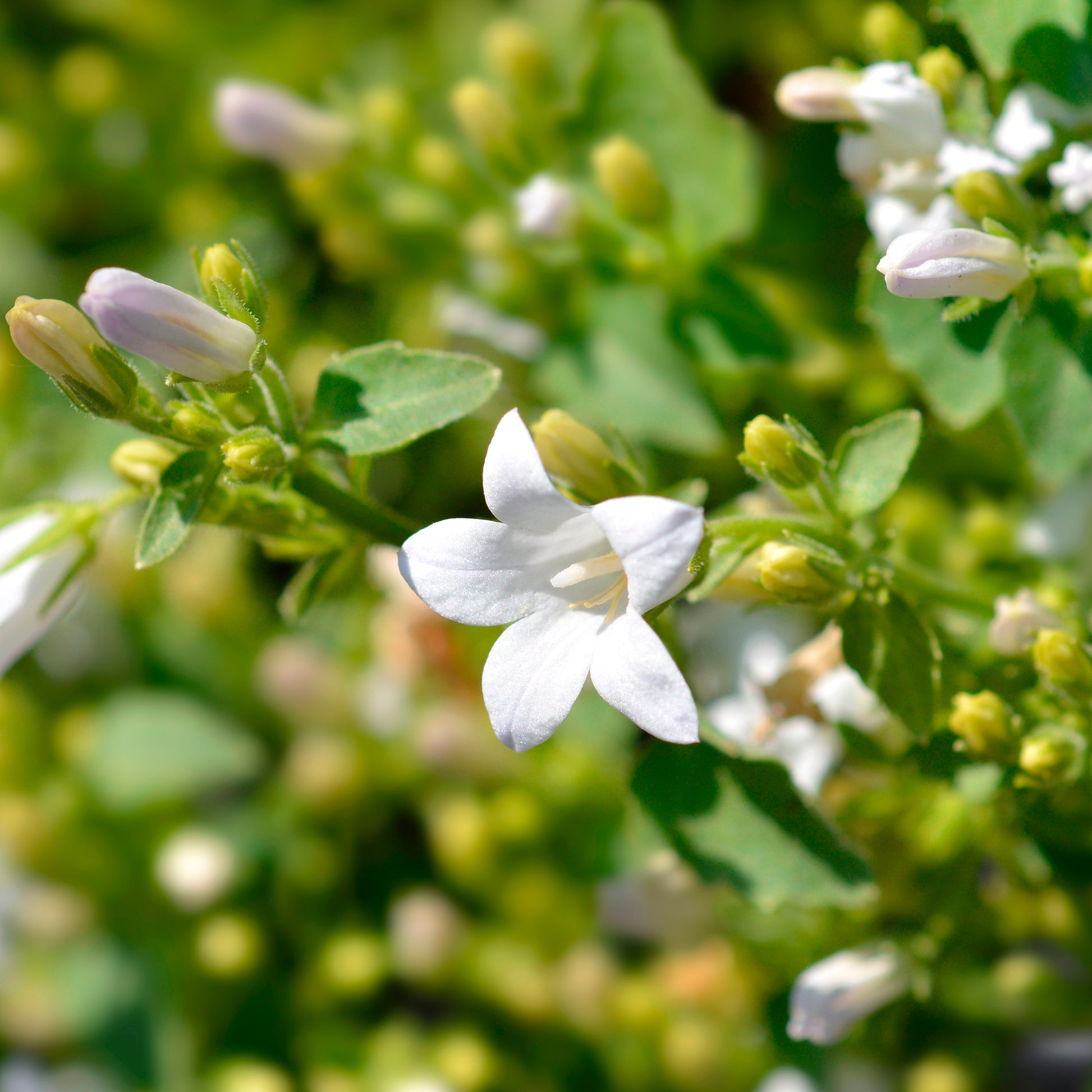 Blumen für Terrasse und Balkon - Witte muurklokje - Campanula portenschlagiana