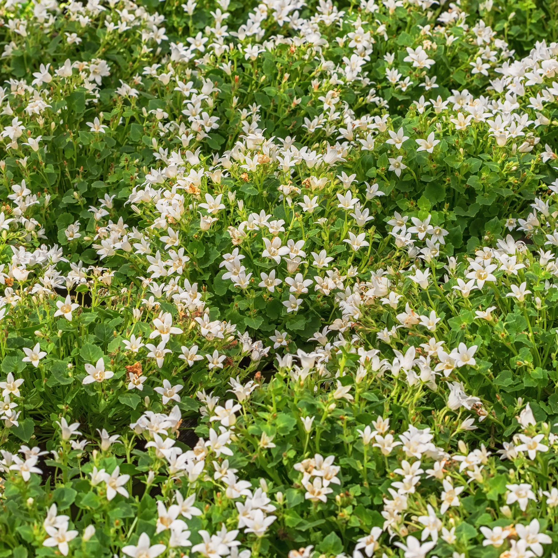 Campanula portenschlagiana - Witte muurklokje - Blumen für Terrasse und Balkon