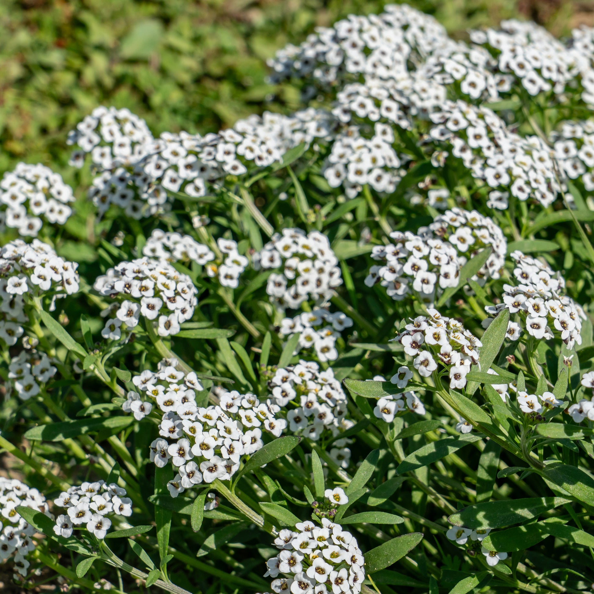 Blumen für Terrasse und Balkon - Duftsteinrich hängend - Lobularia maritima