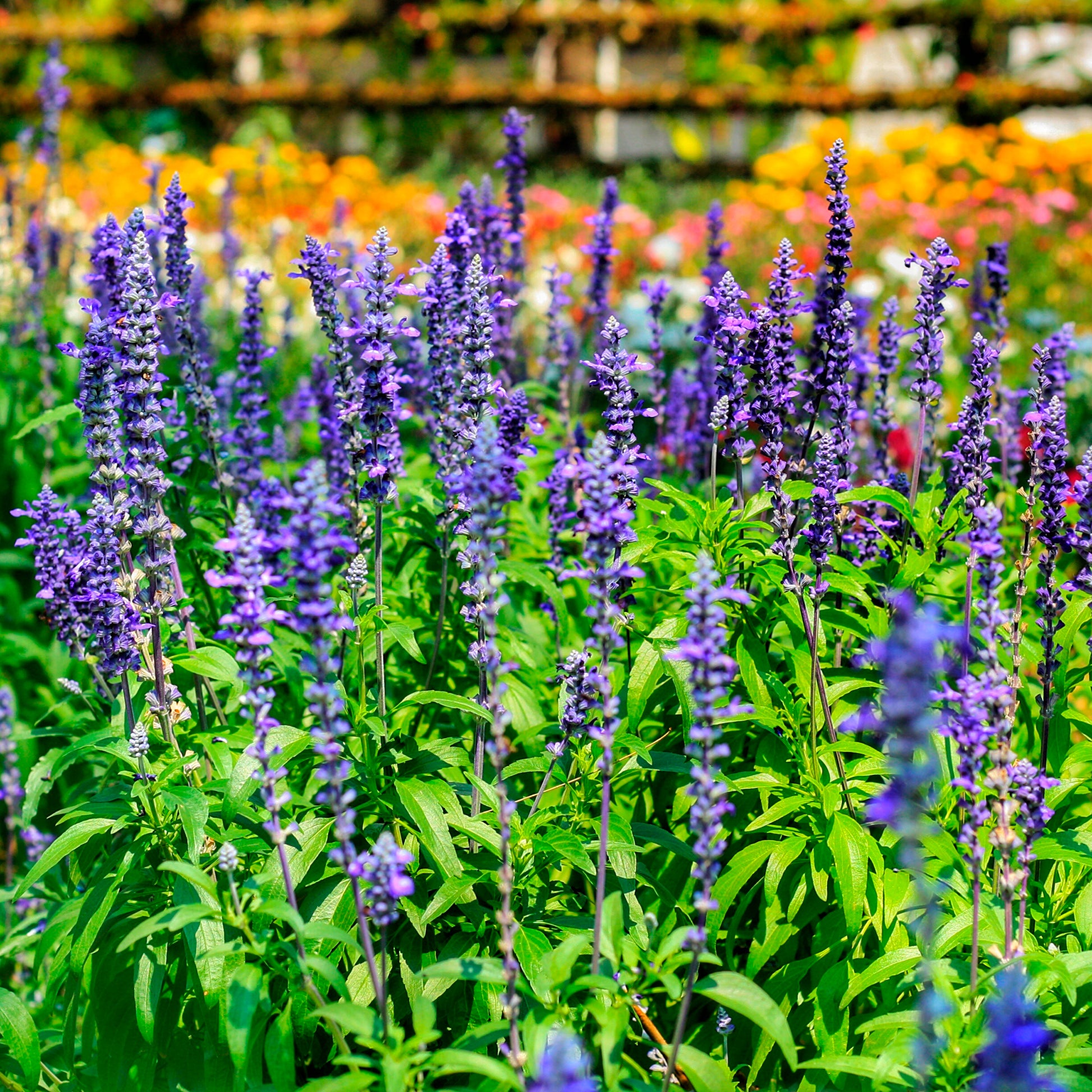 Salvia farinacea - Mehlsalbei - Blumen für Terrasse und Balkon