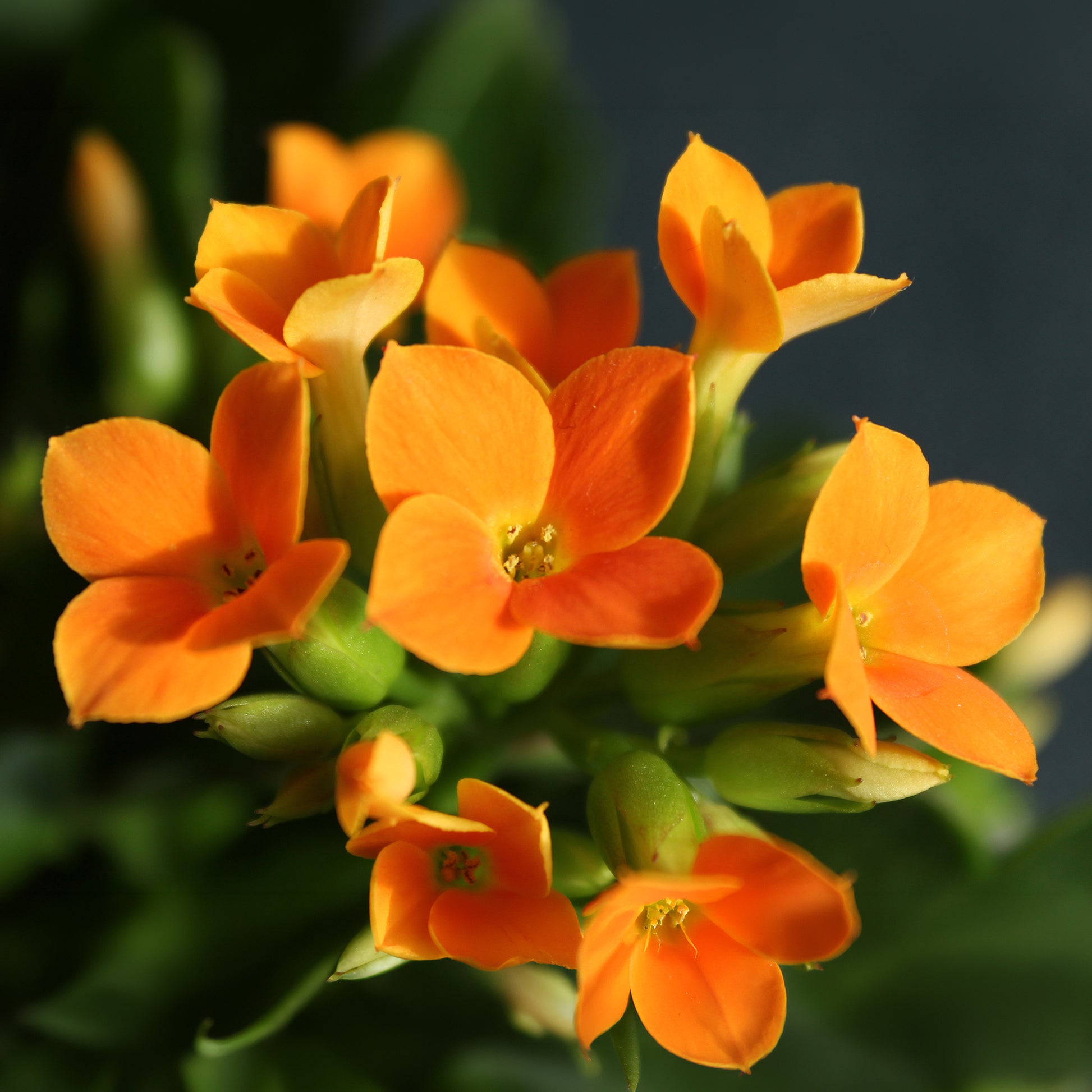 Kalanchoe blossfeldiana - Kalanchoe Orange - Blumen für Terrasse und Balkon