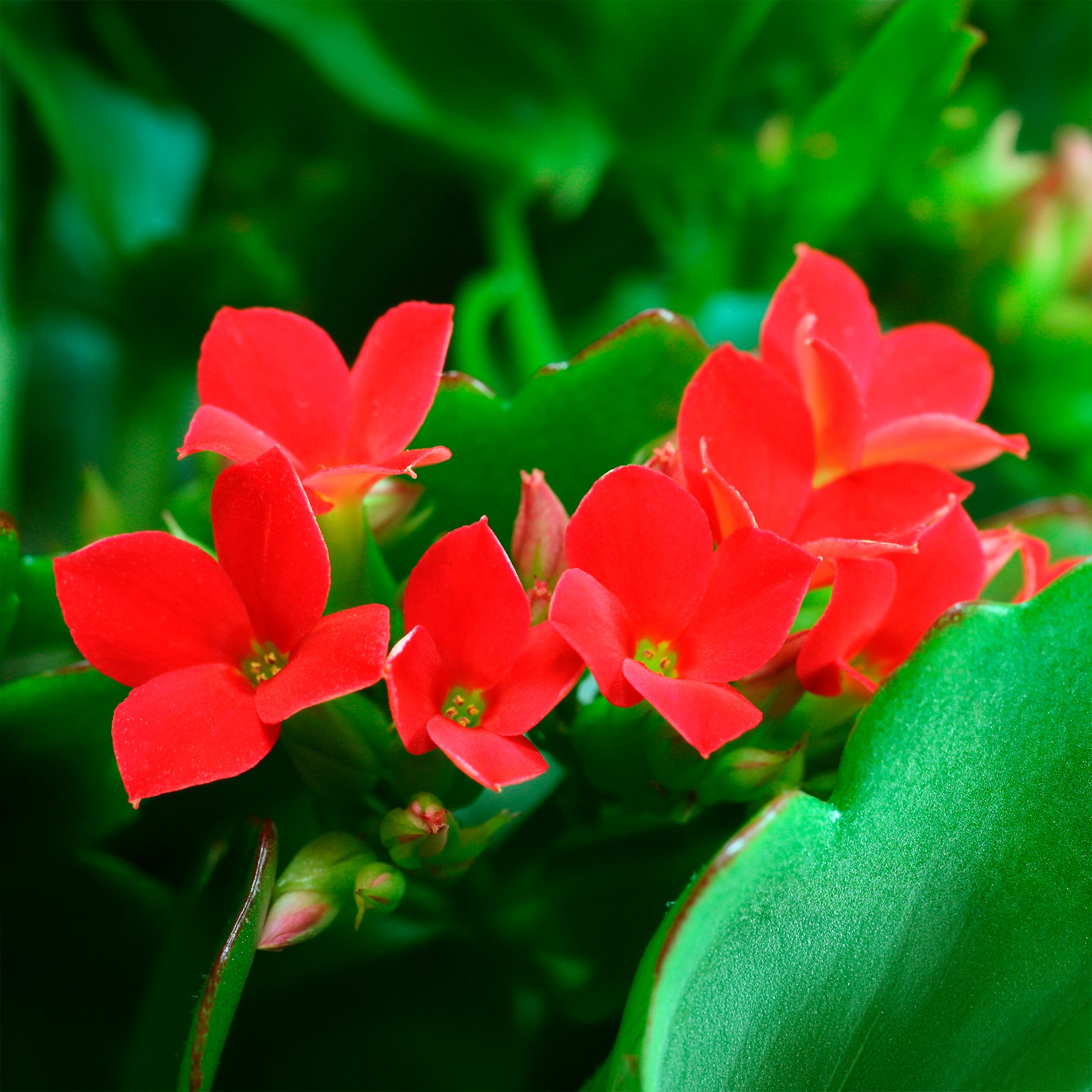 Kalanchoe Rot - Kalanchoe blossfeldiana - Bakker
