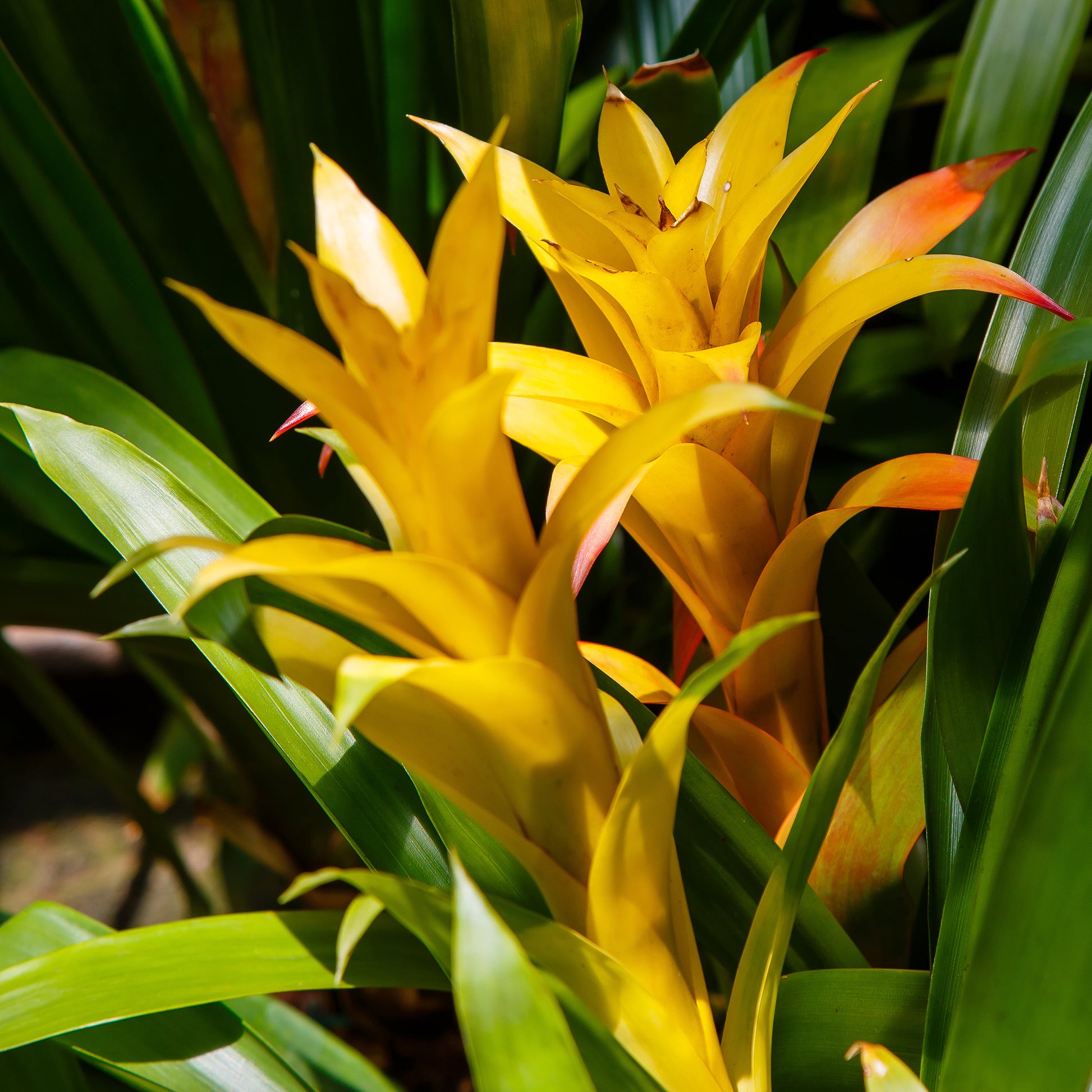 Bromelie Gelb - Bromeliaceae - Bakker